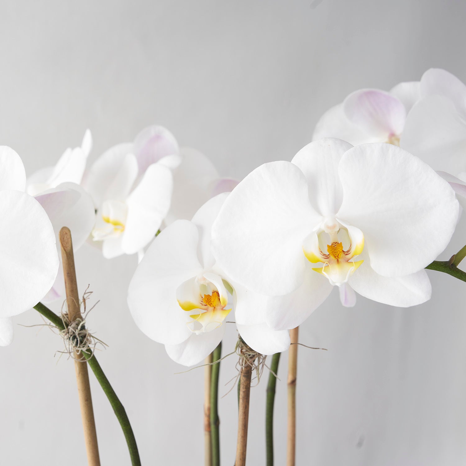 Closeup of several white phalaenosis flowers on stems on white background.