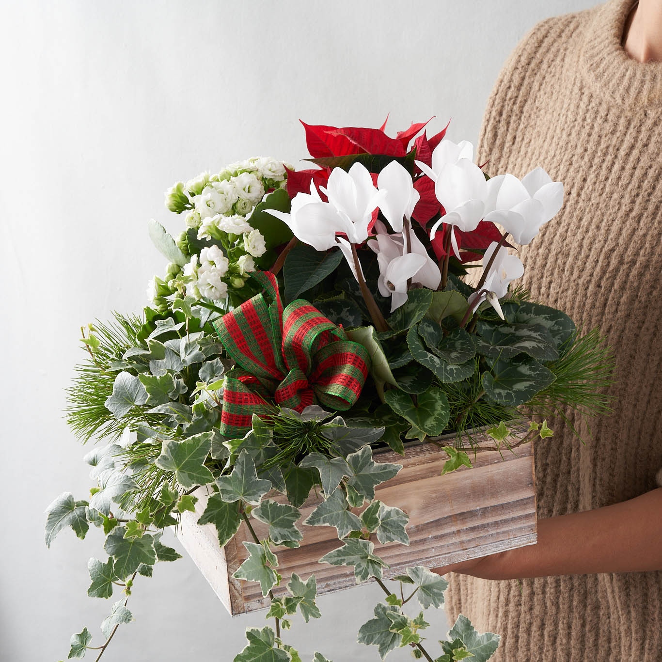 Red and white Christmas plants with pine and ribbon in a wooden box.
