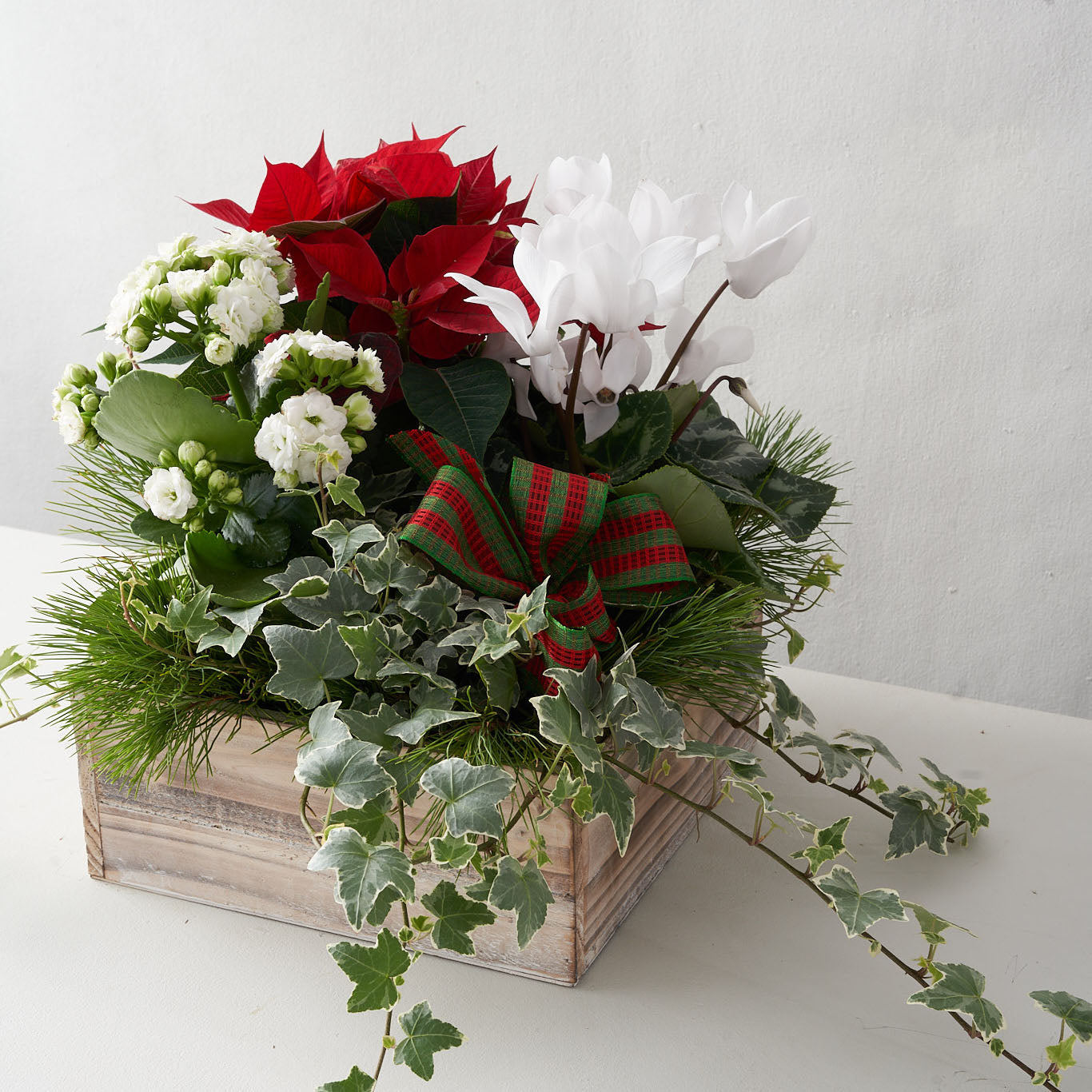 Red and white Christmas plants with pine and ribbon in a wooden box.
