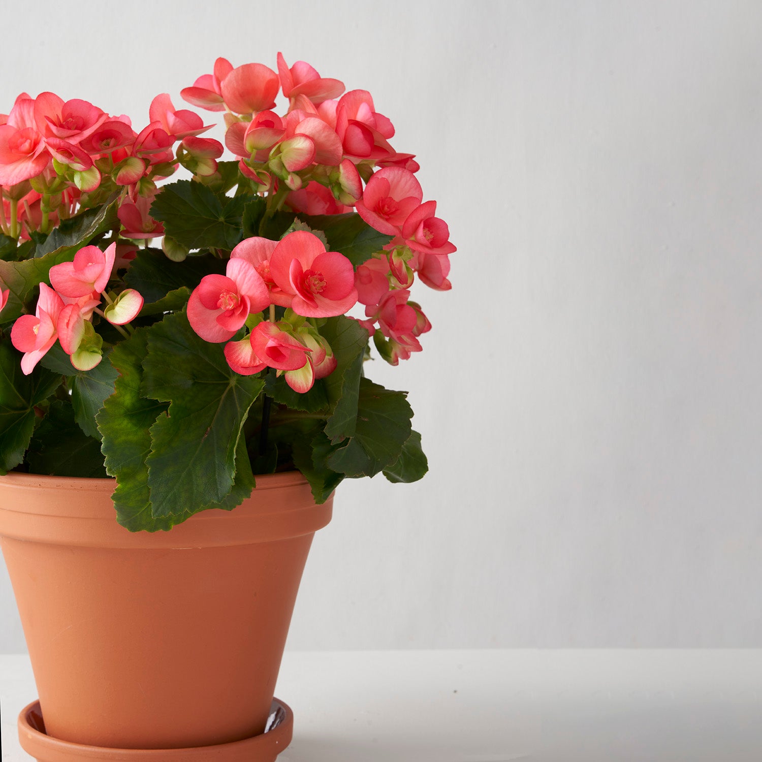 Coral pink begonia in clay pot, off center with white backgound.