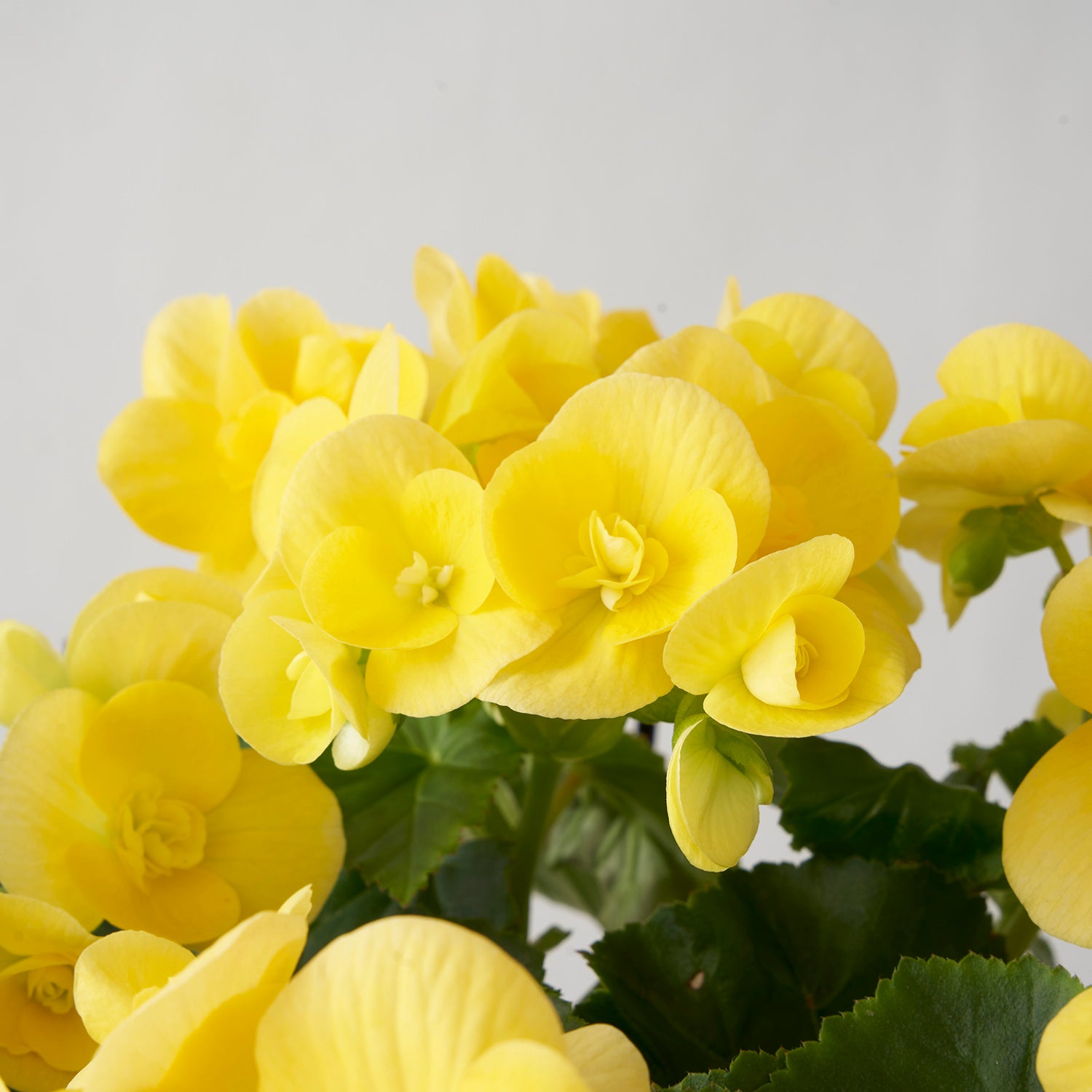 Yellow Begonia