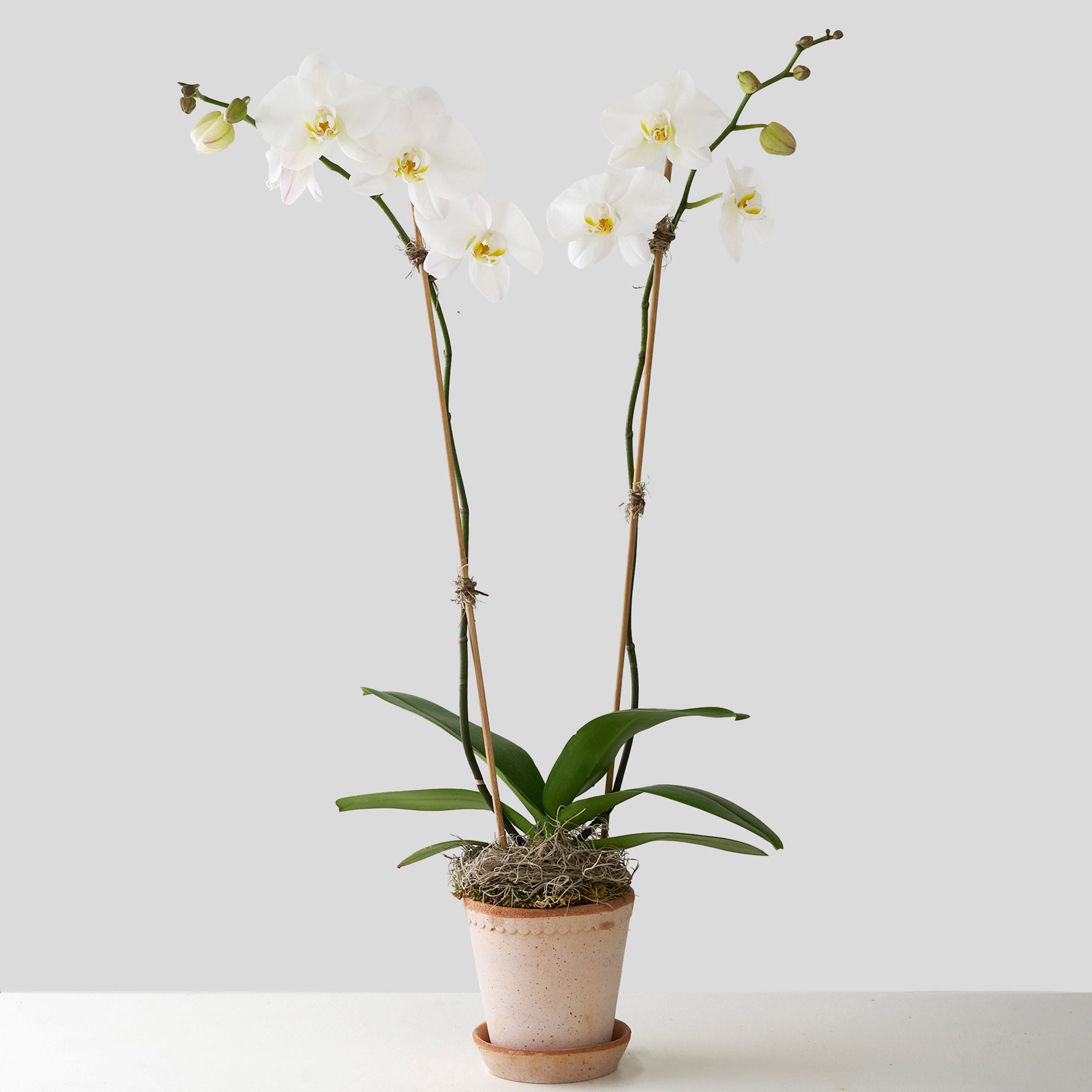 Orchidée Bergs No.1