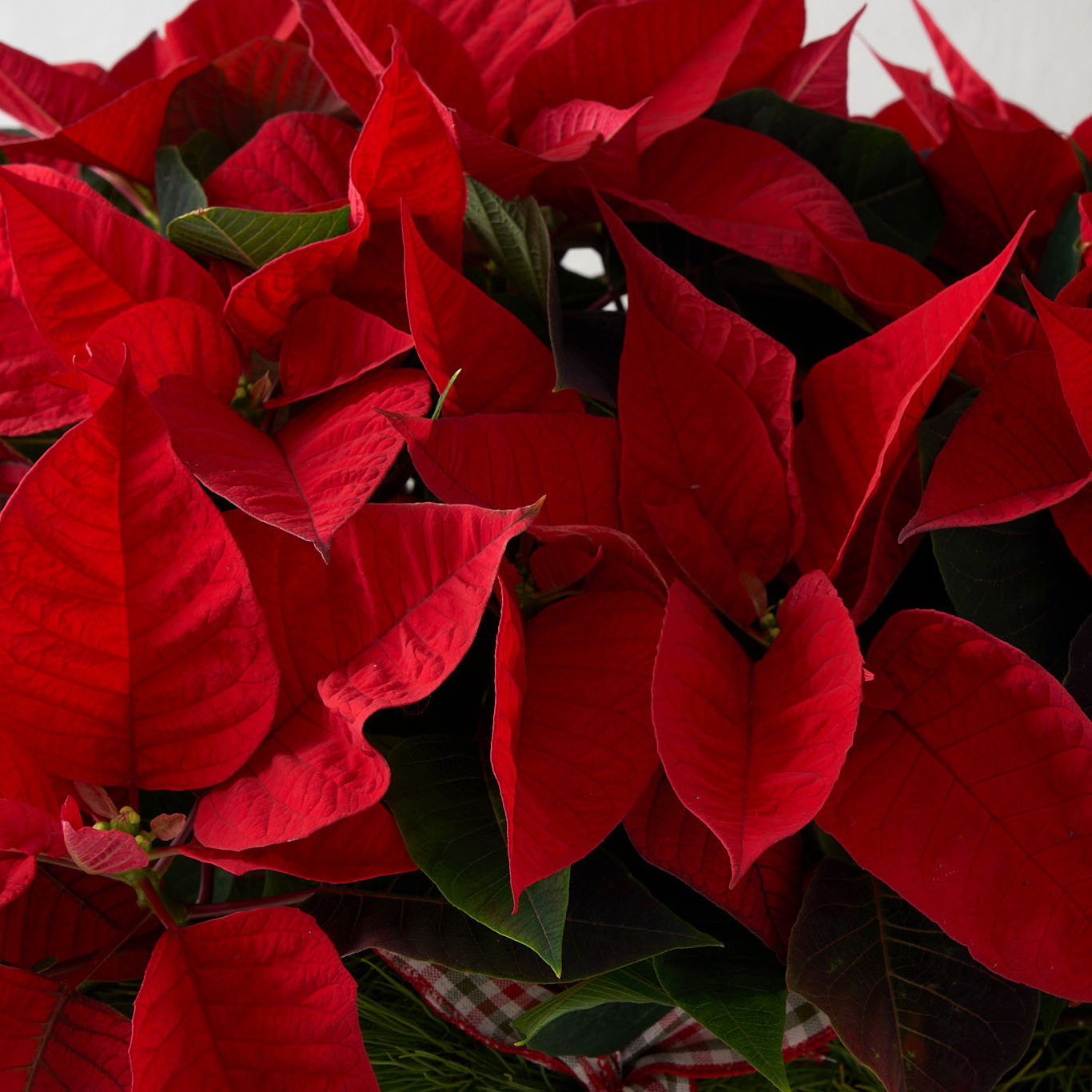 Closeup of red poinsettia