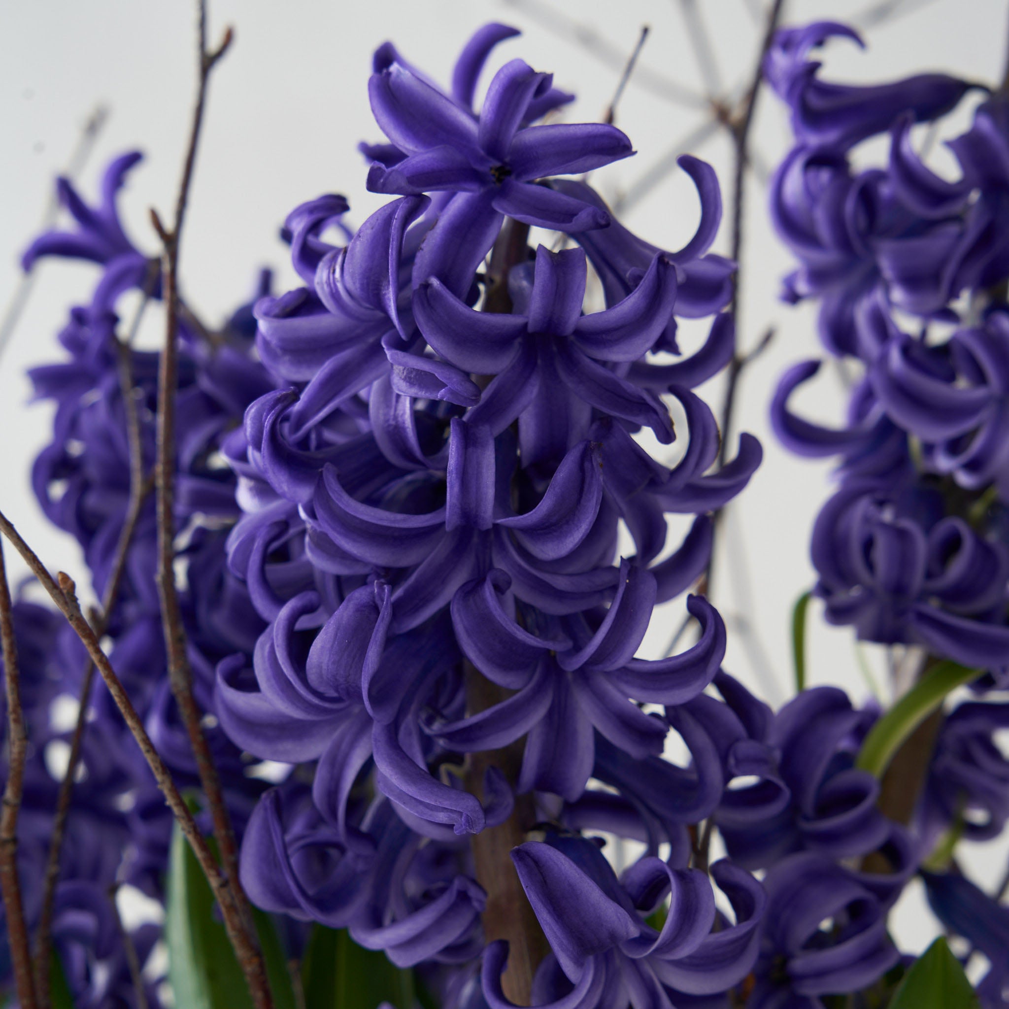 Deep blue hyacinth with some background greens
