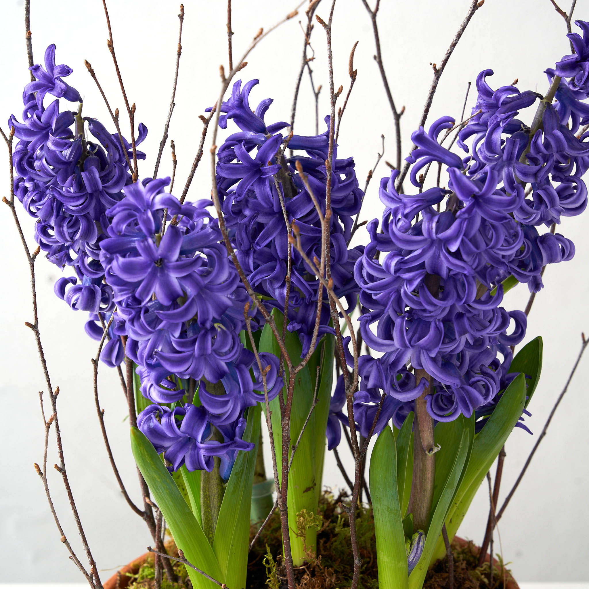 Vibrant blue blooms of hyacinth with decorative moss and birch twigs