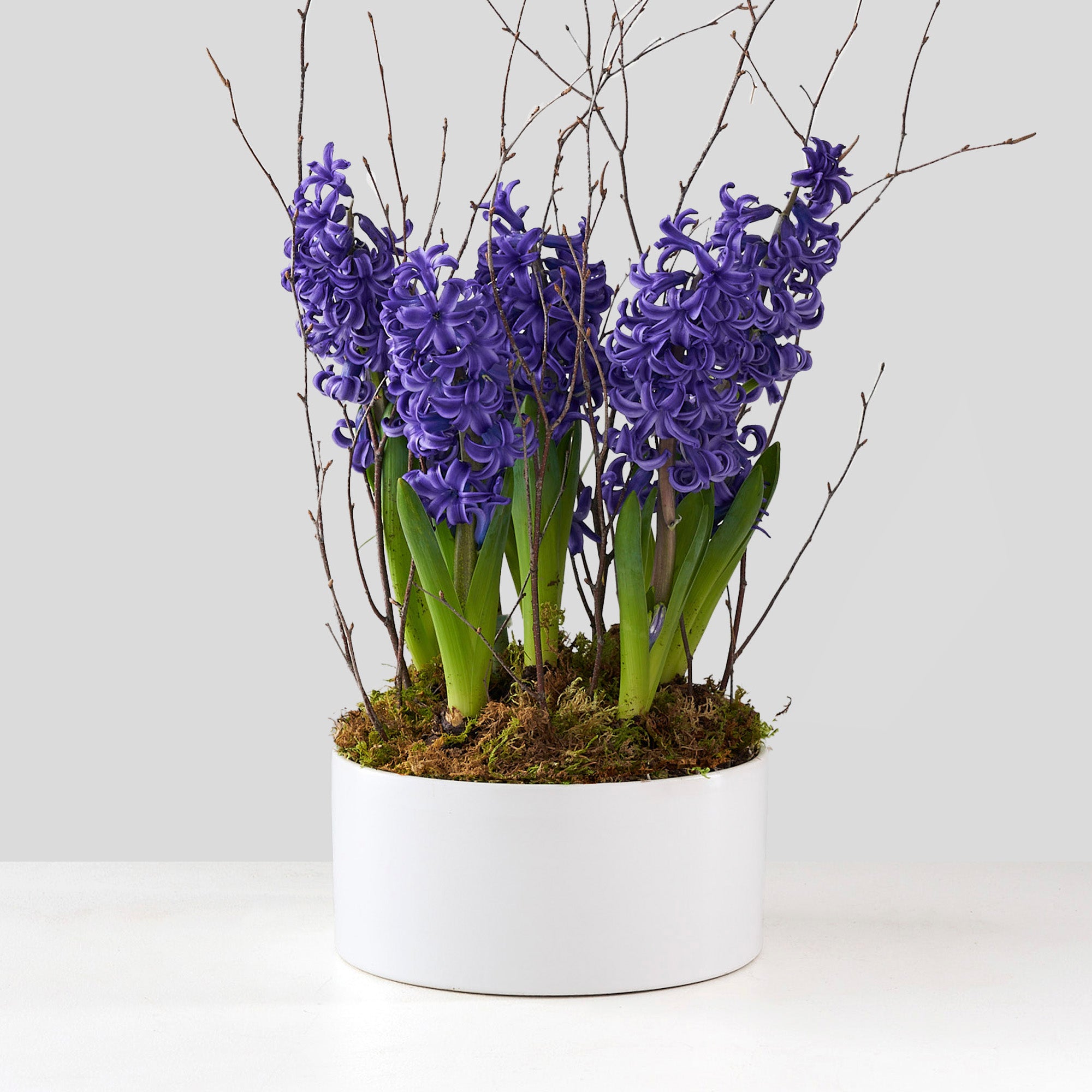 blue hyacinth house plant Blue Hyacinth