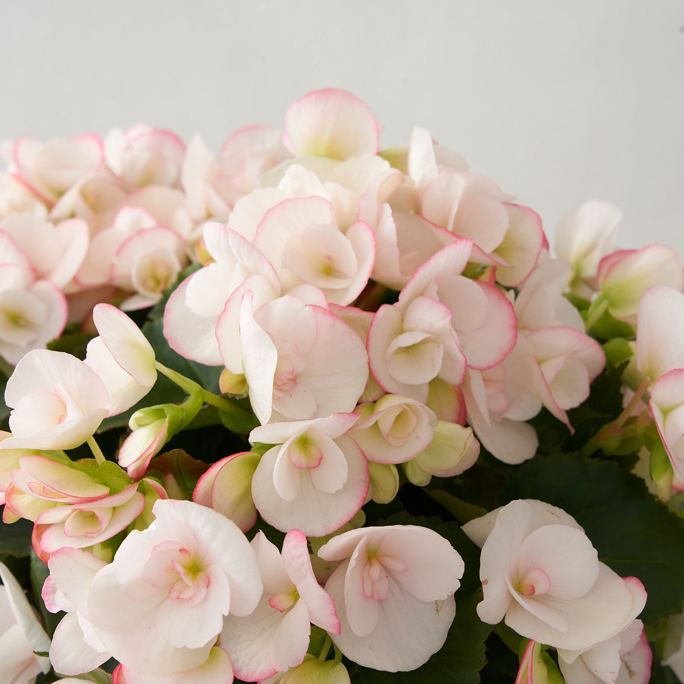 Blush Begonia