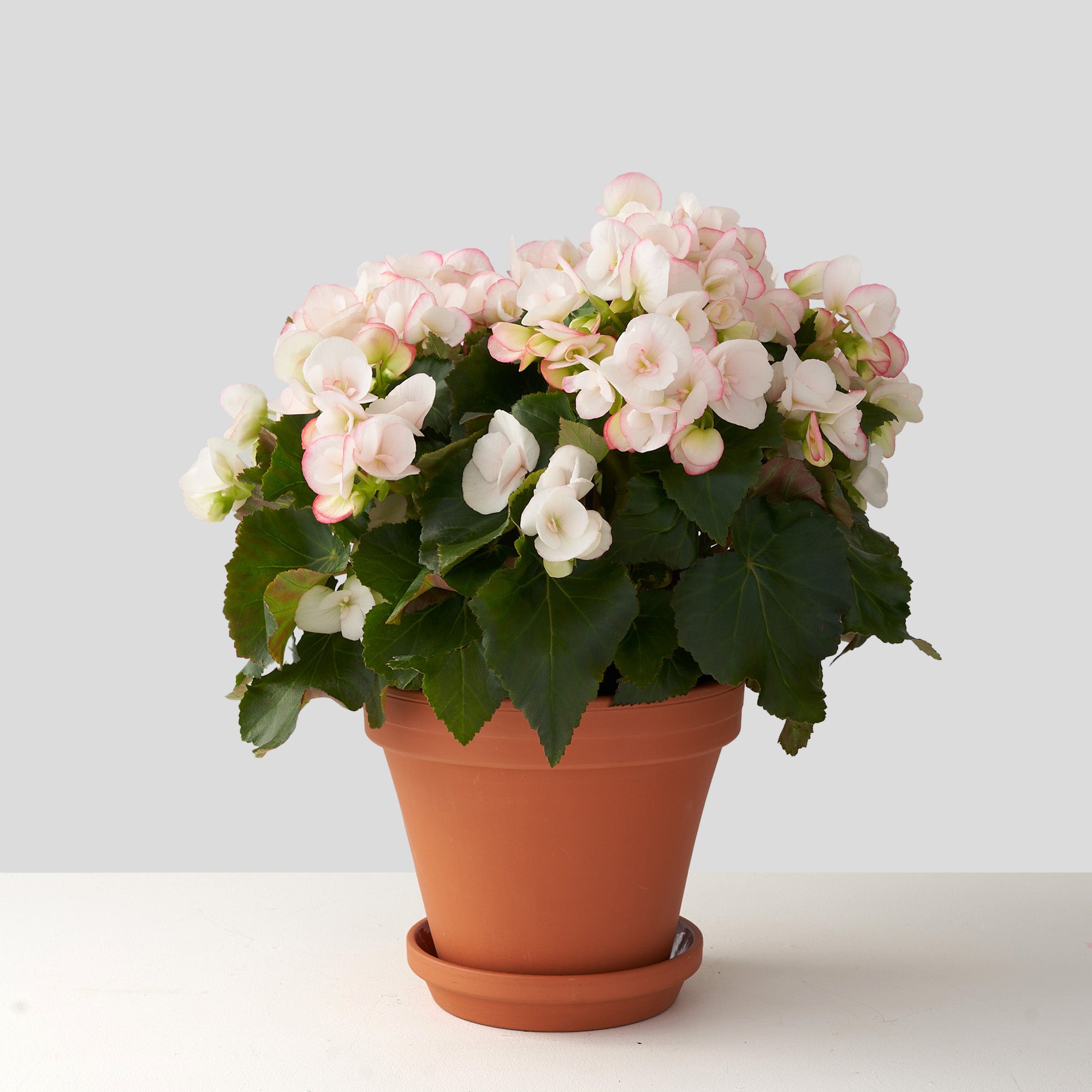 Blush Begonia