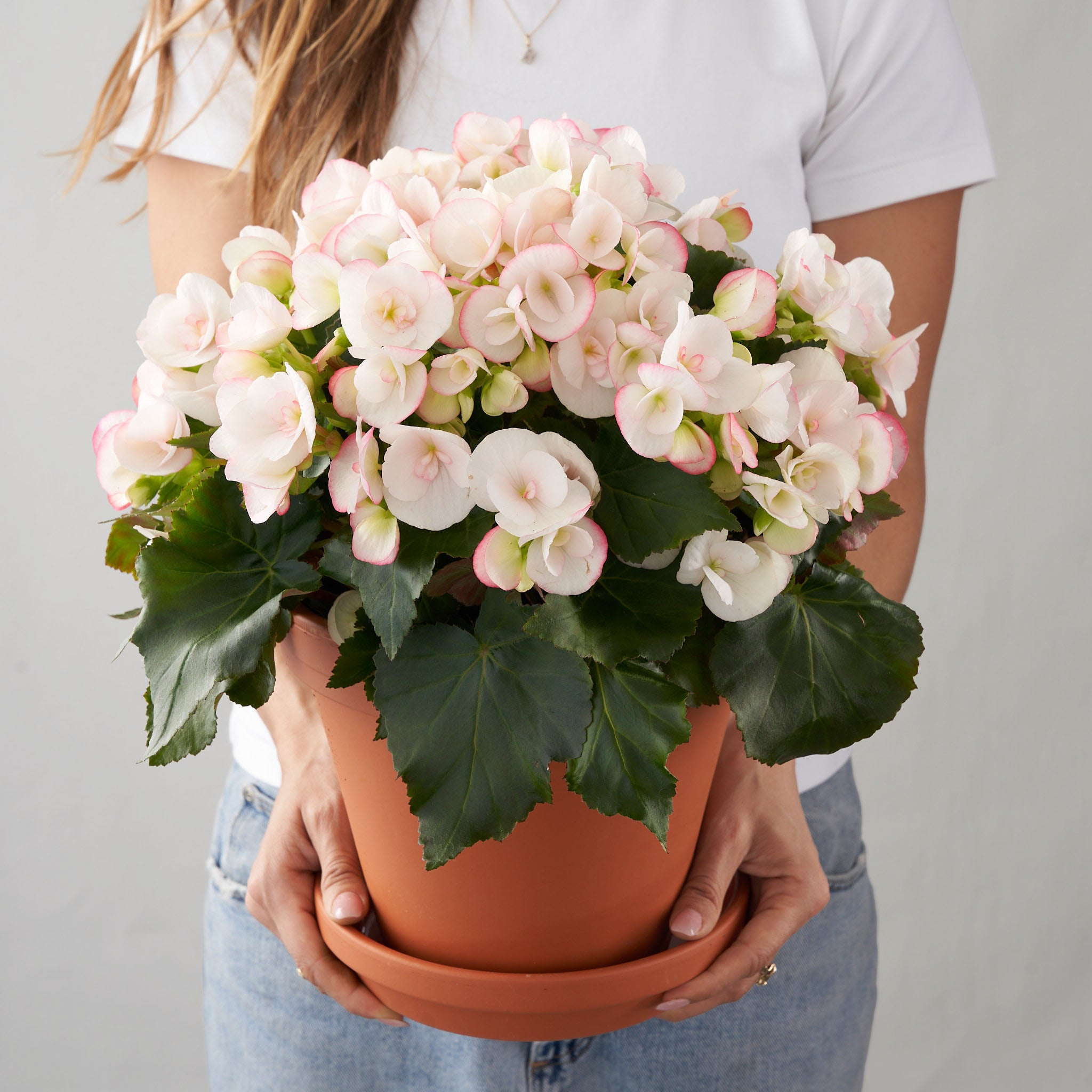 Blush Begonia