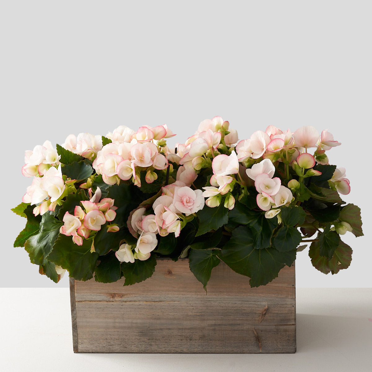 Bégonias blush dans une boîte en bois