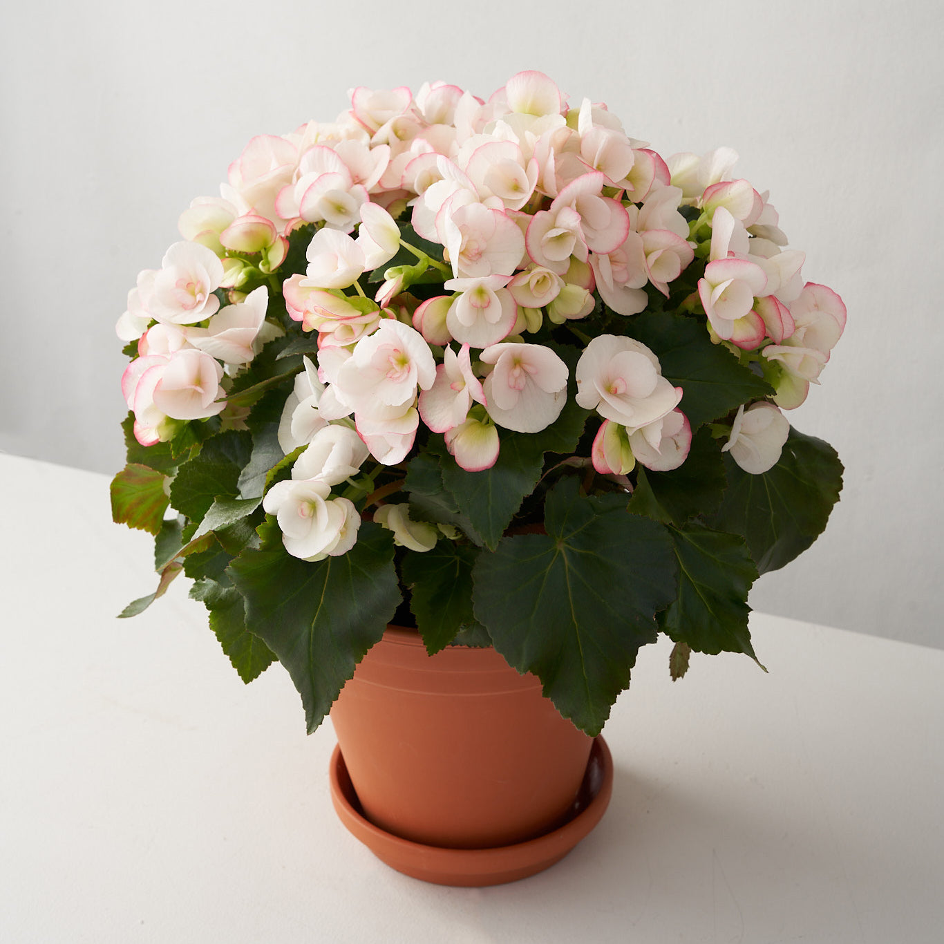 Blush Begonia