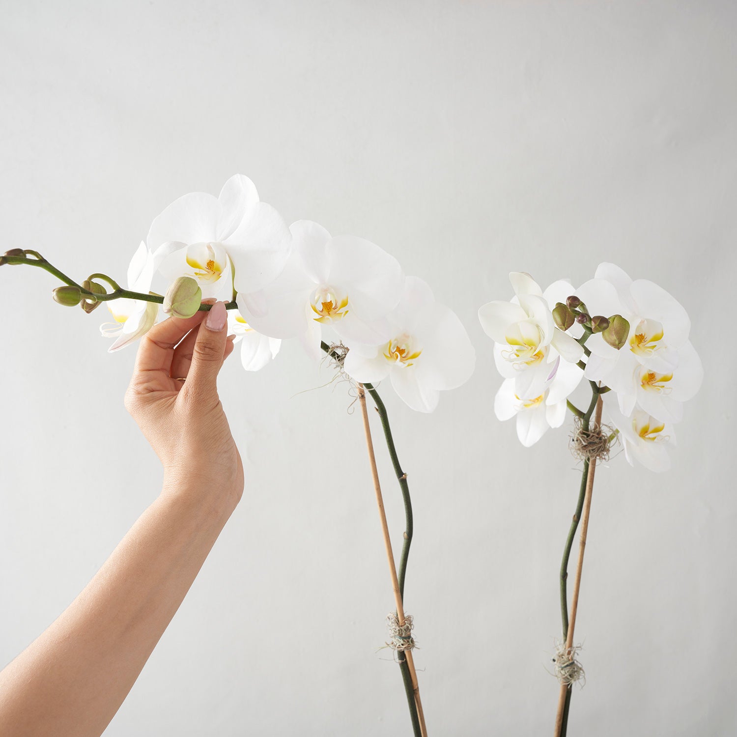 Two white phalaenosis orchid stems, hand reaching in on leftside touching flower.