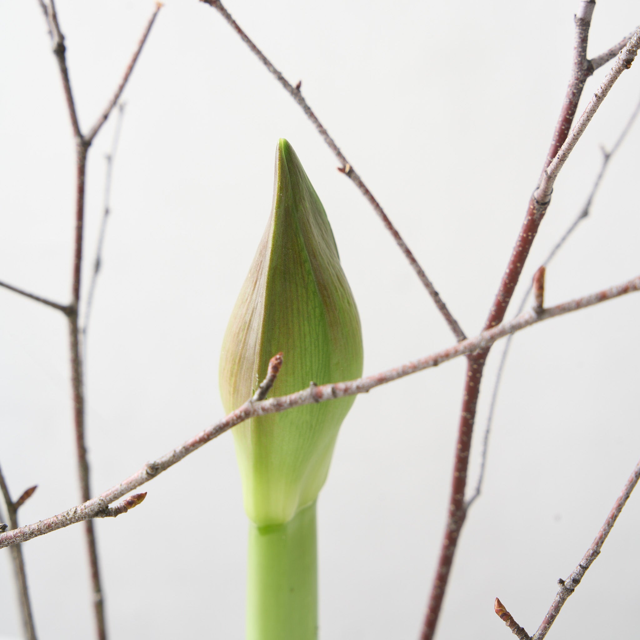 Two Red Amaryllis Bulbs in White Ceramic