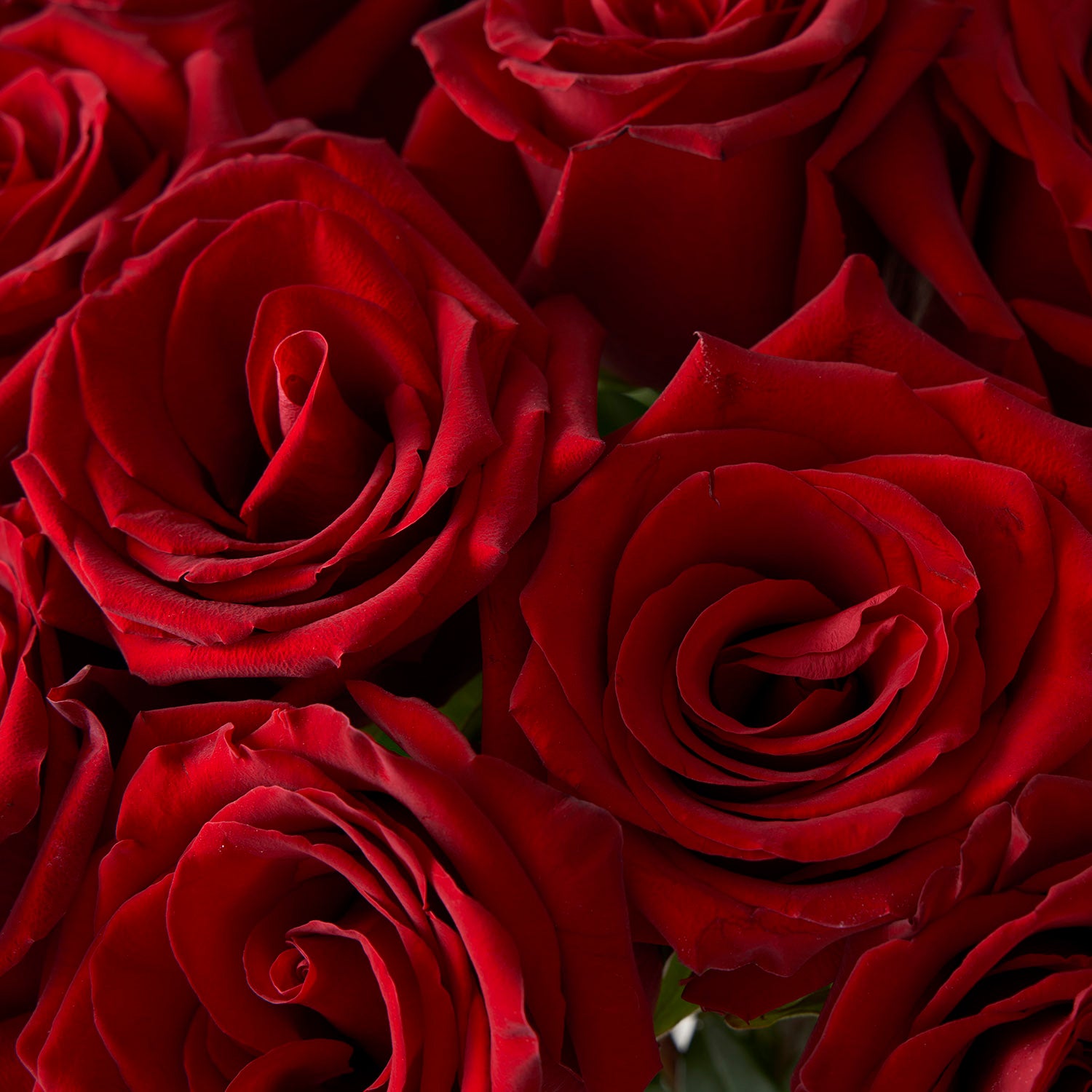 Closeup of red explorer roses.