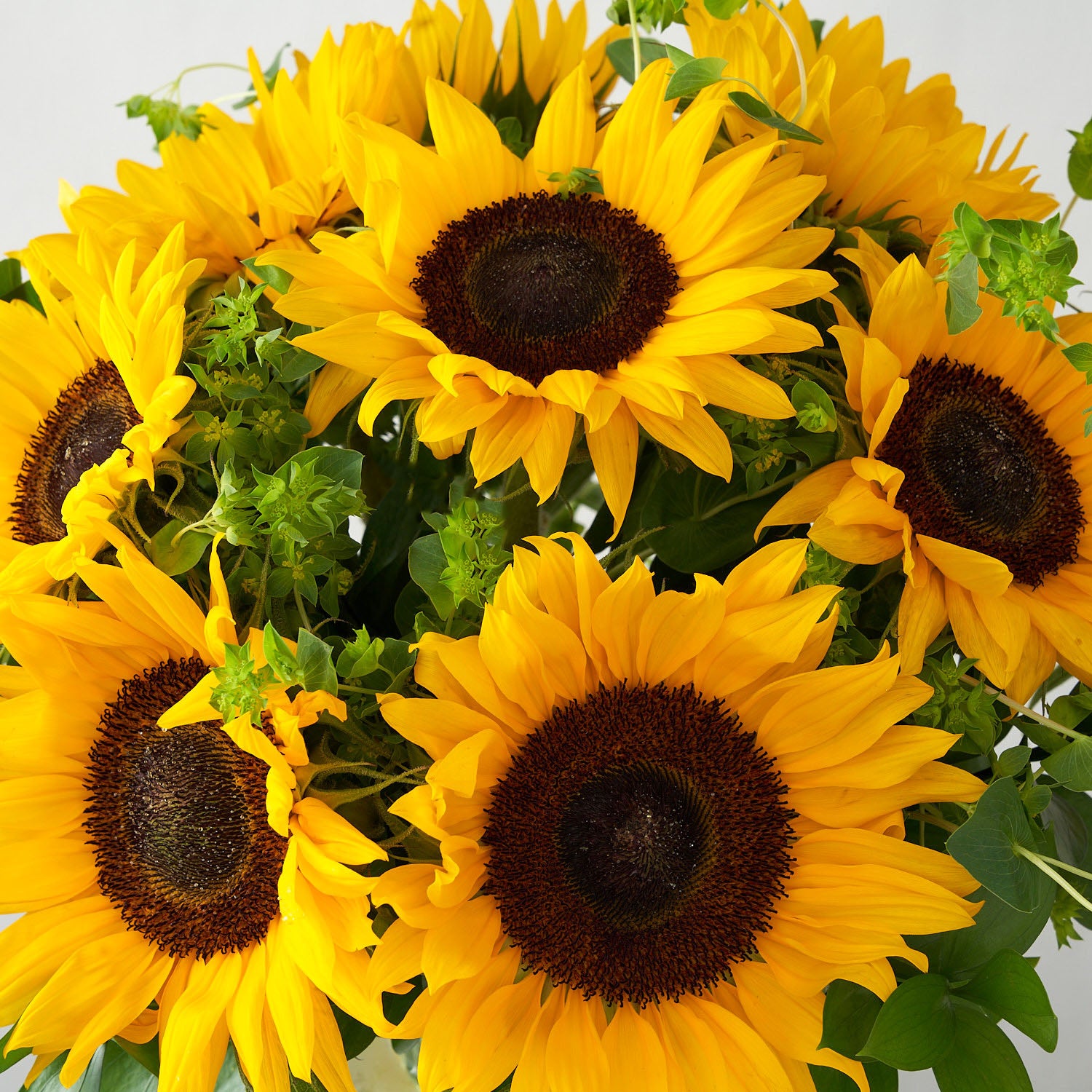 Close up view of bright yellow sunflowers arranged