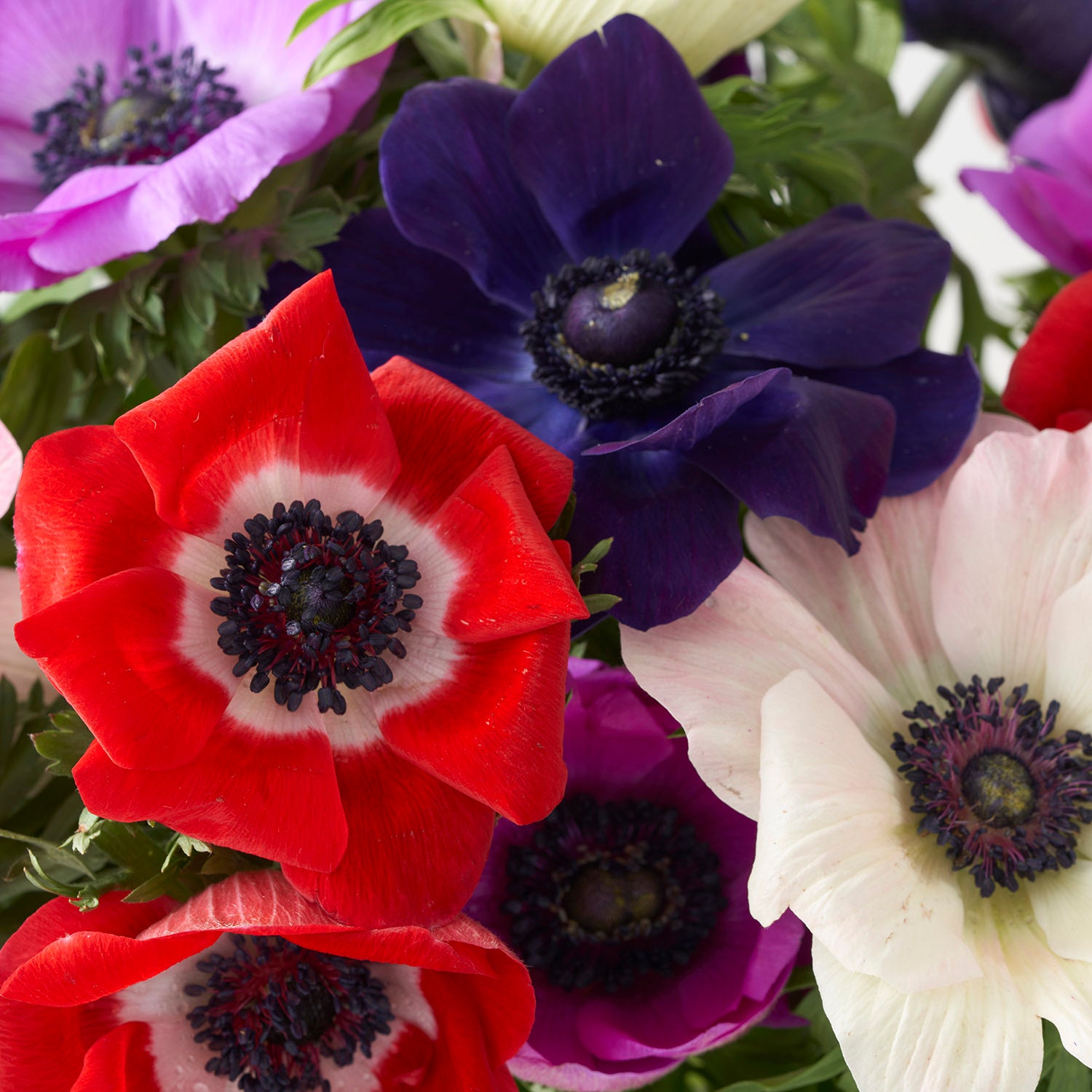 Closeup of red, pink, purple, and white anemonie flowers.