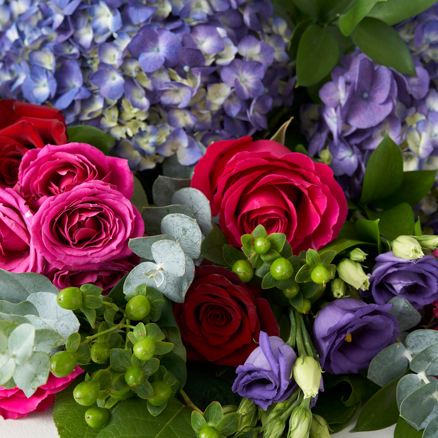Closeup of fuchsia roses and purple hydrangea.