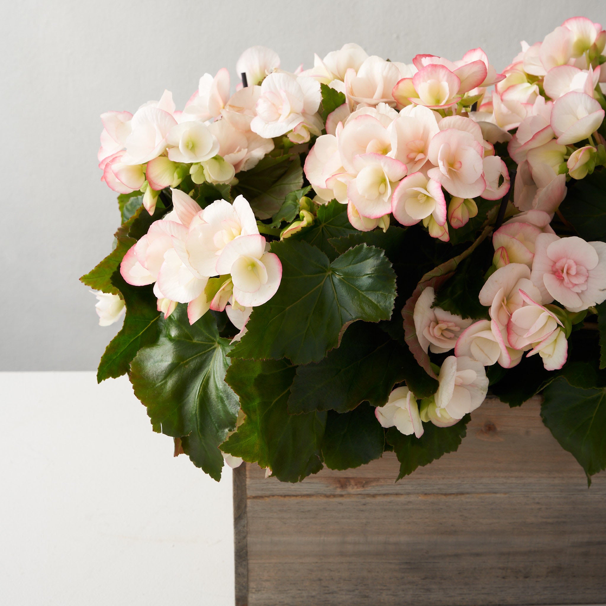 Blush Begonia in Wooden Box