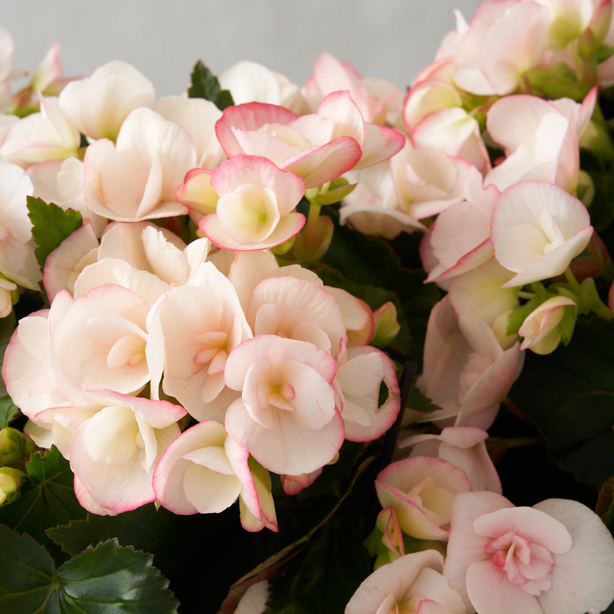 Bégonias blush dans une boîte en bois