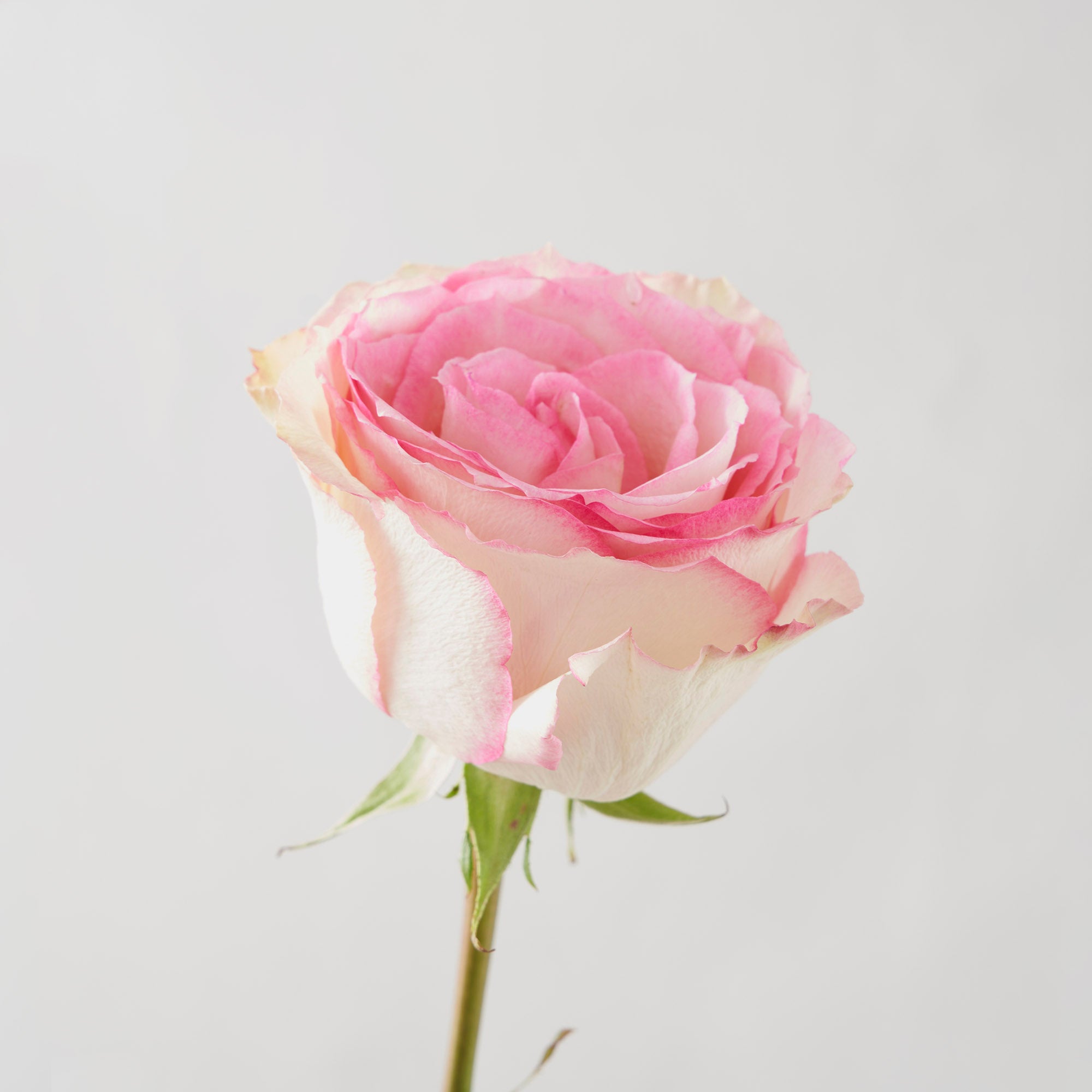 Roses « Esperance »