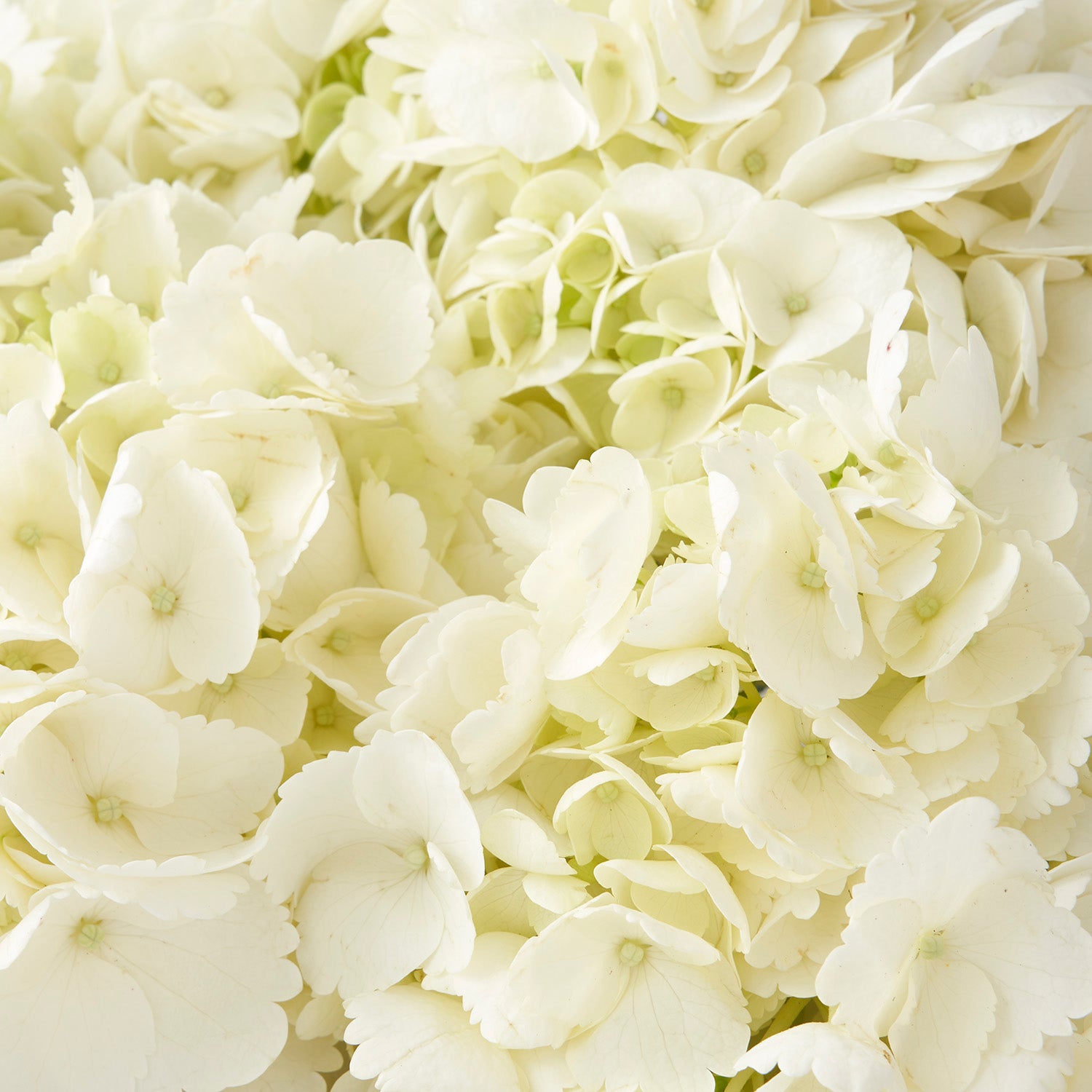 Close up of white hydrangea.