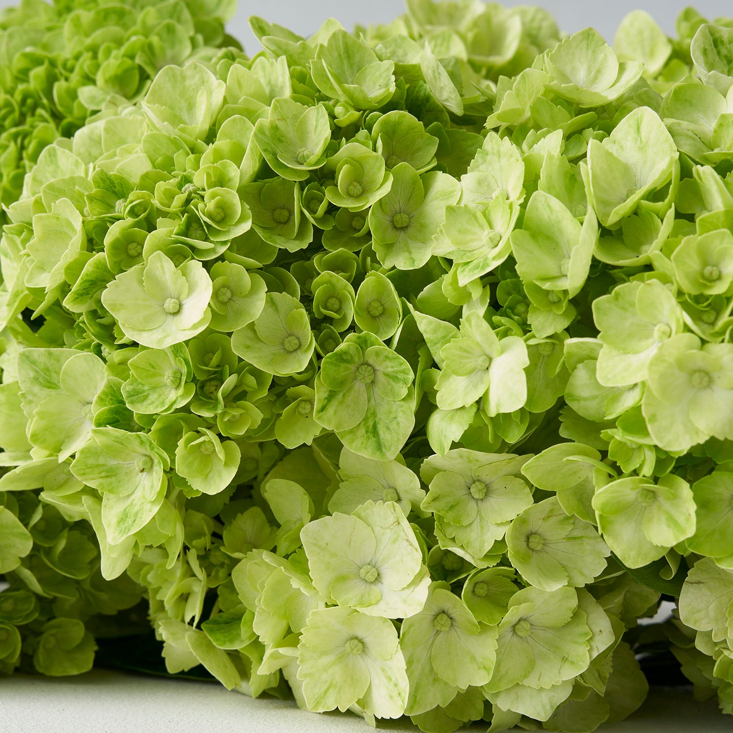 Mini Hortensia Vert