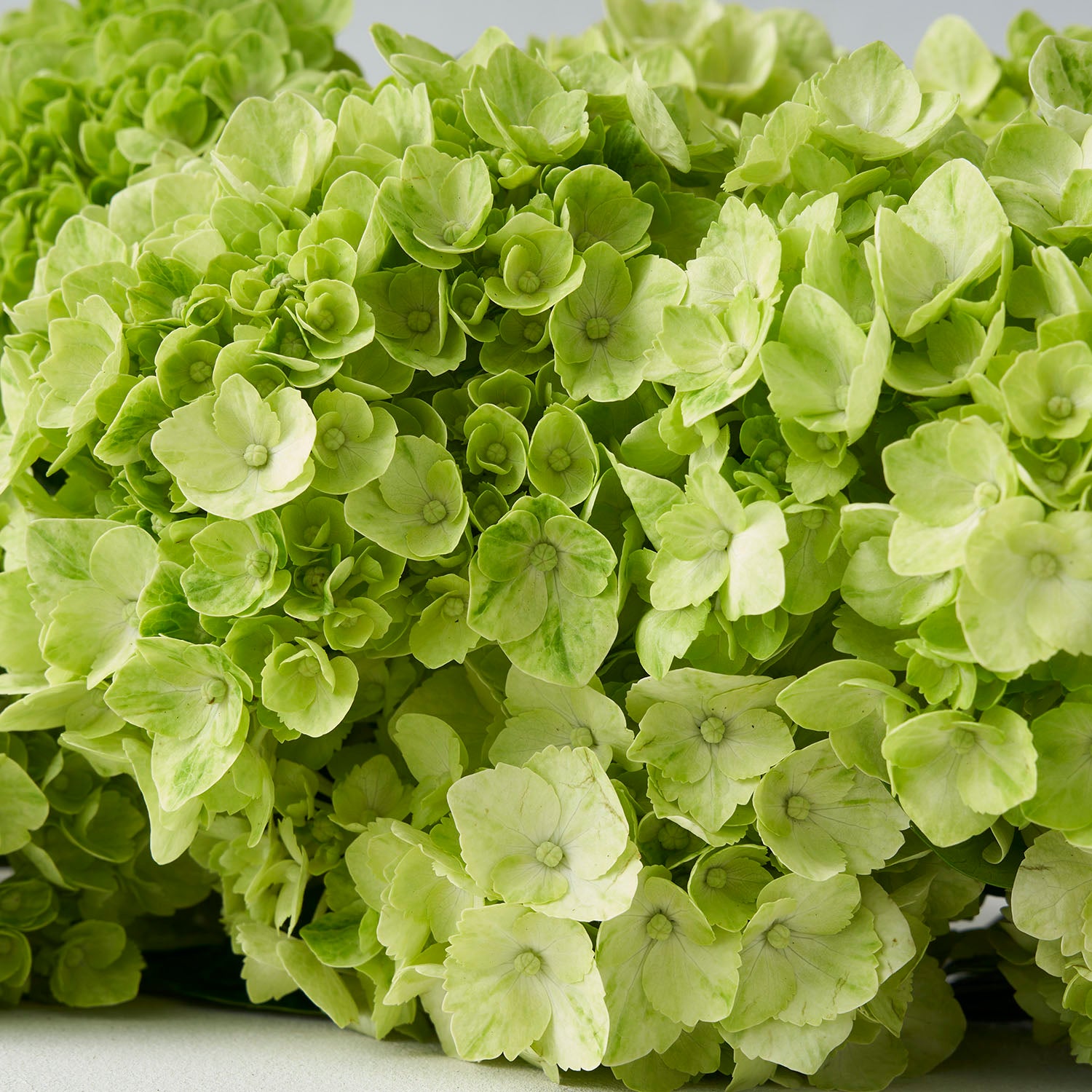 Close up of bright green hydrangea.