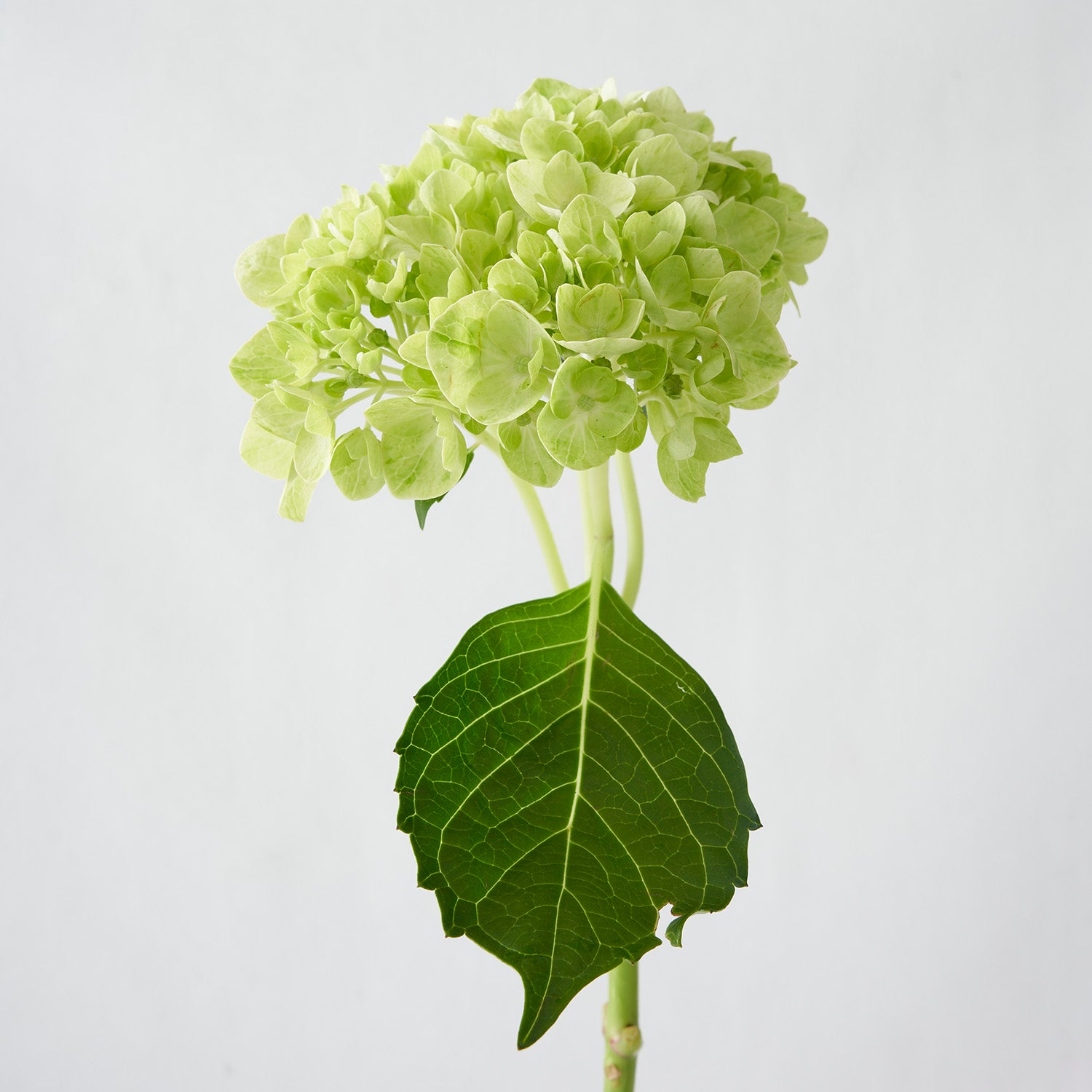 Lime green hydrangea with large leaf against white background.