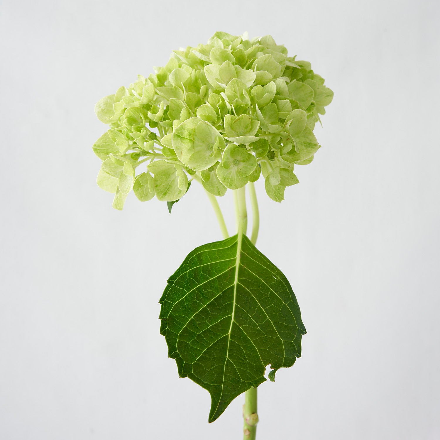 Mini Hortensia Vert