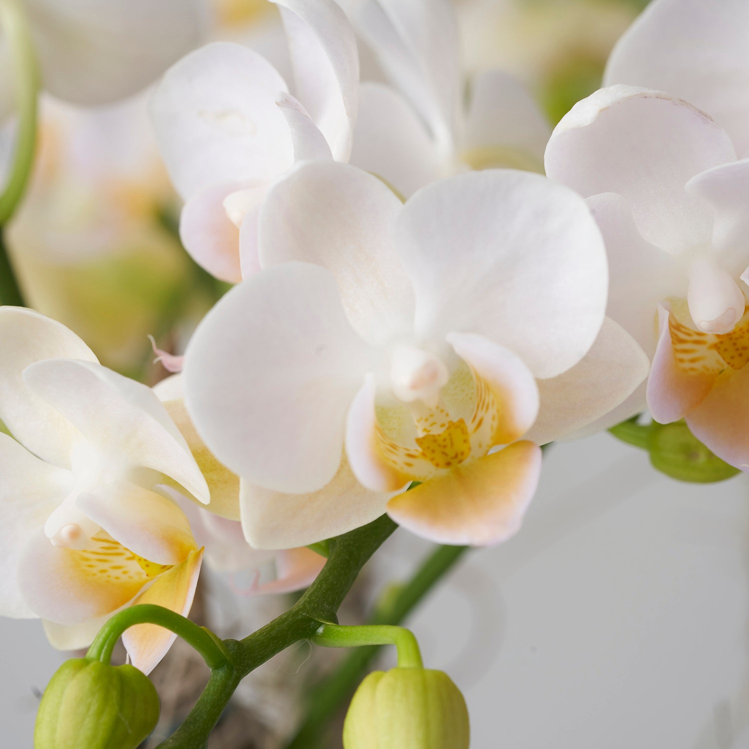 Close up of miniature white phalaeonopsis orchids.