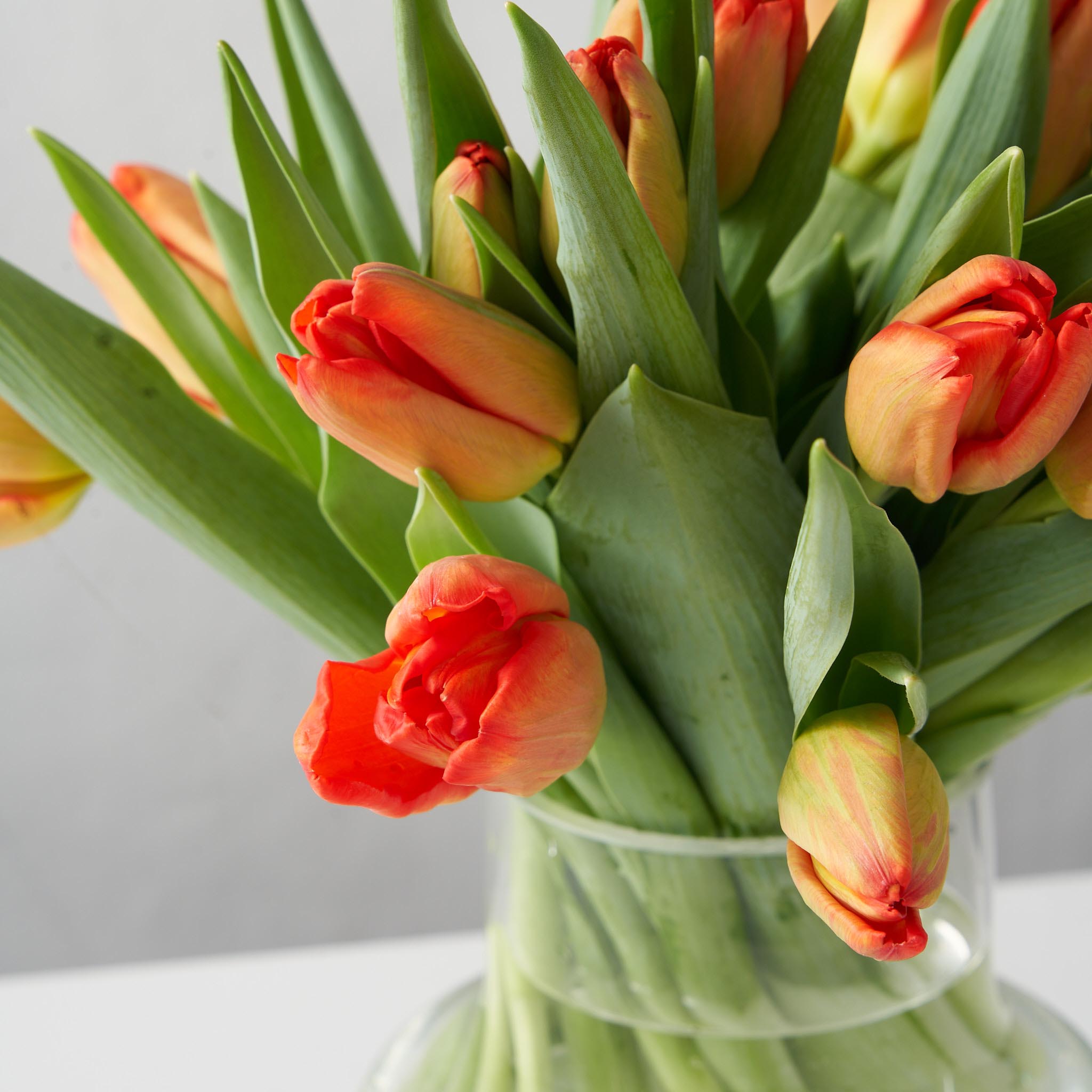 Close up of orange tulips arranged in a clear glass vase