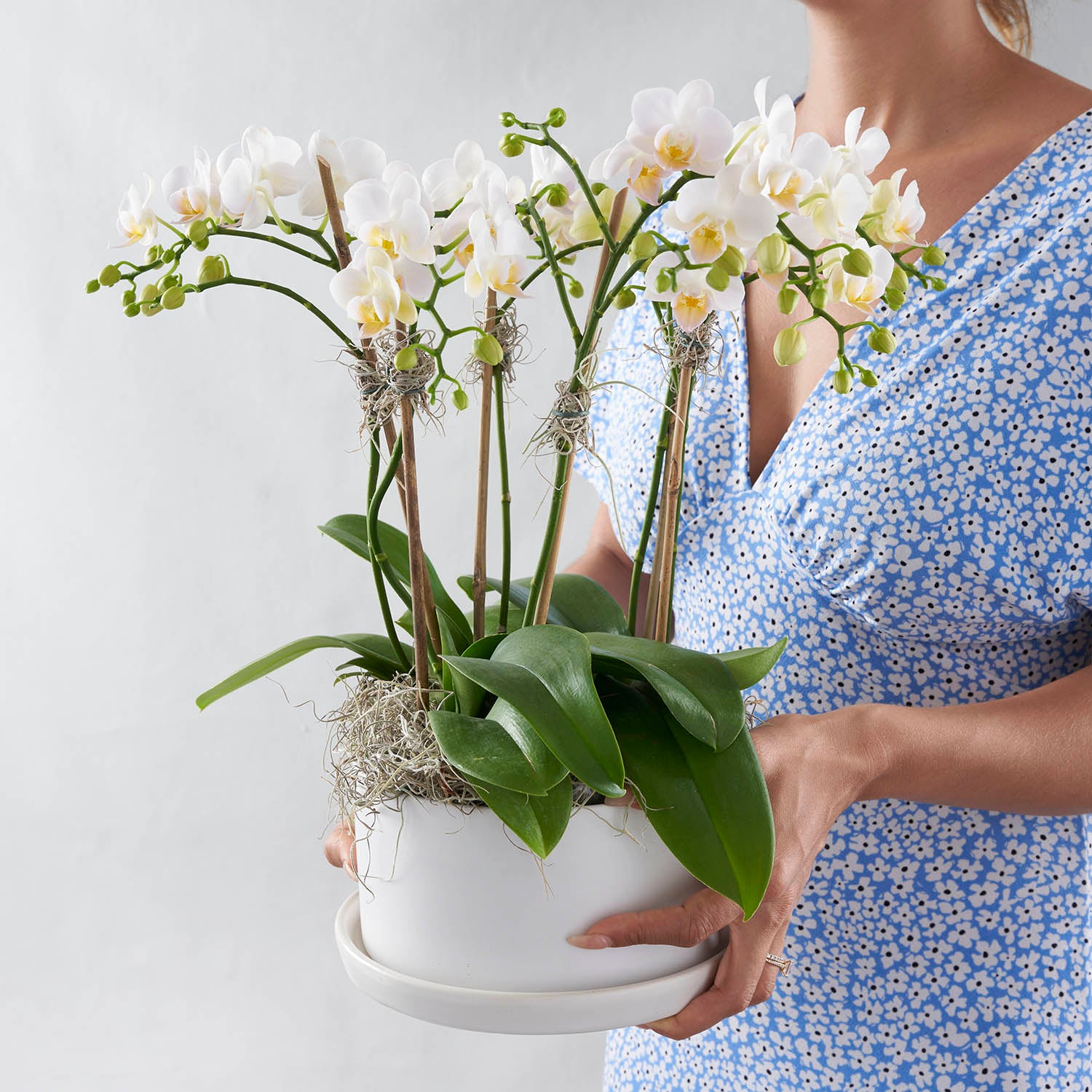 Woman in blue floral dress holding white pot full of miniature orchids.