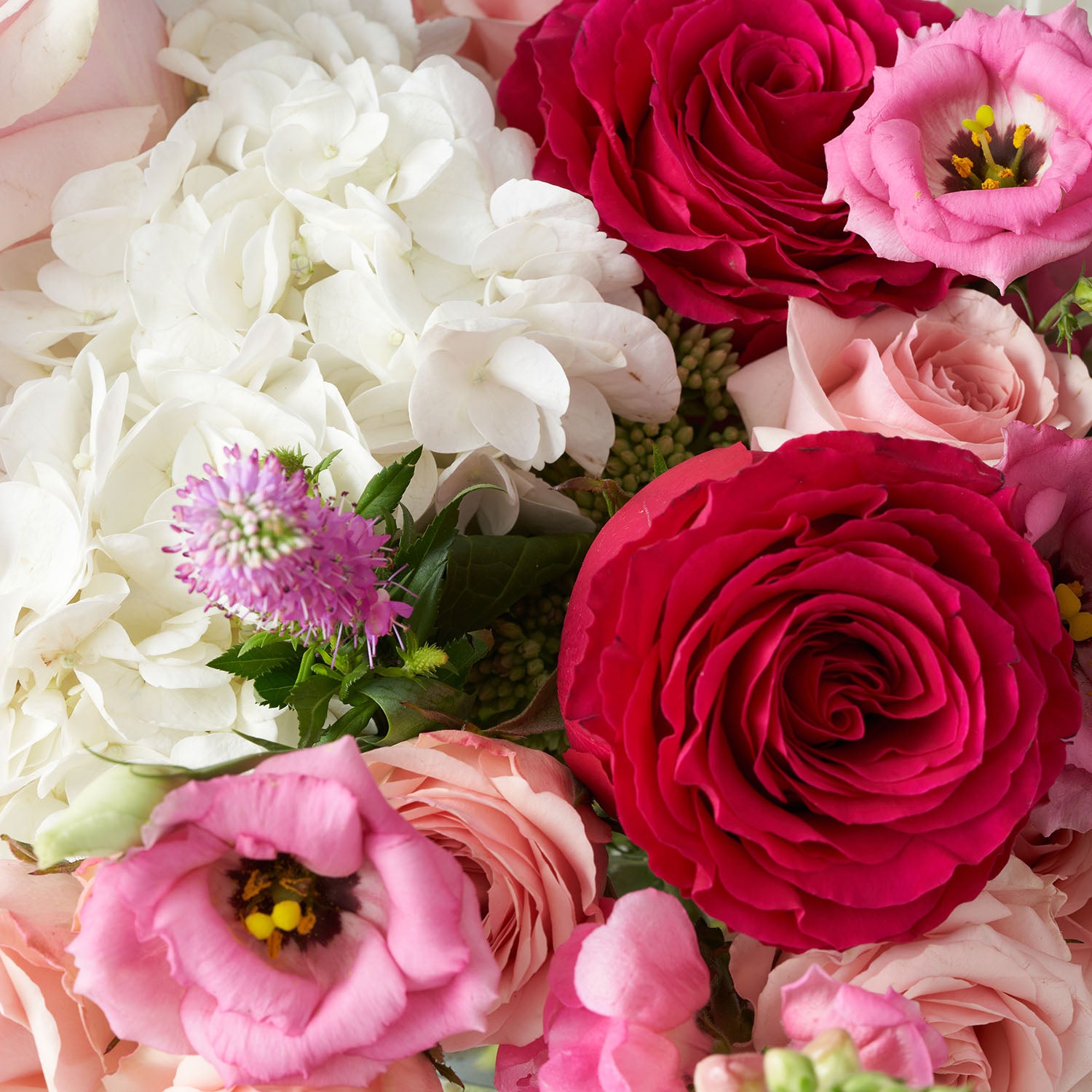 Closeup of pink and white flowers