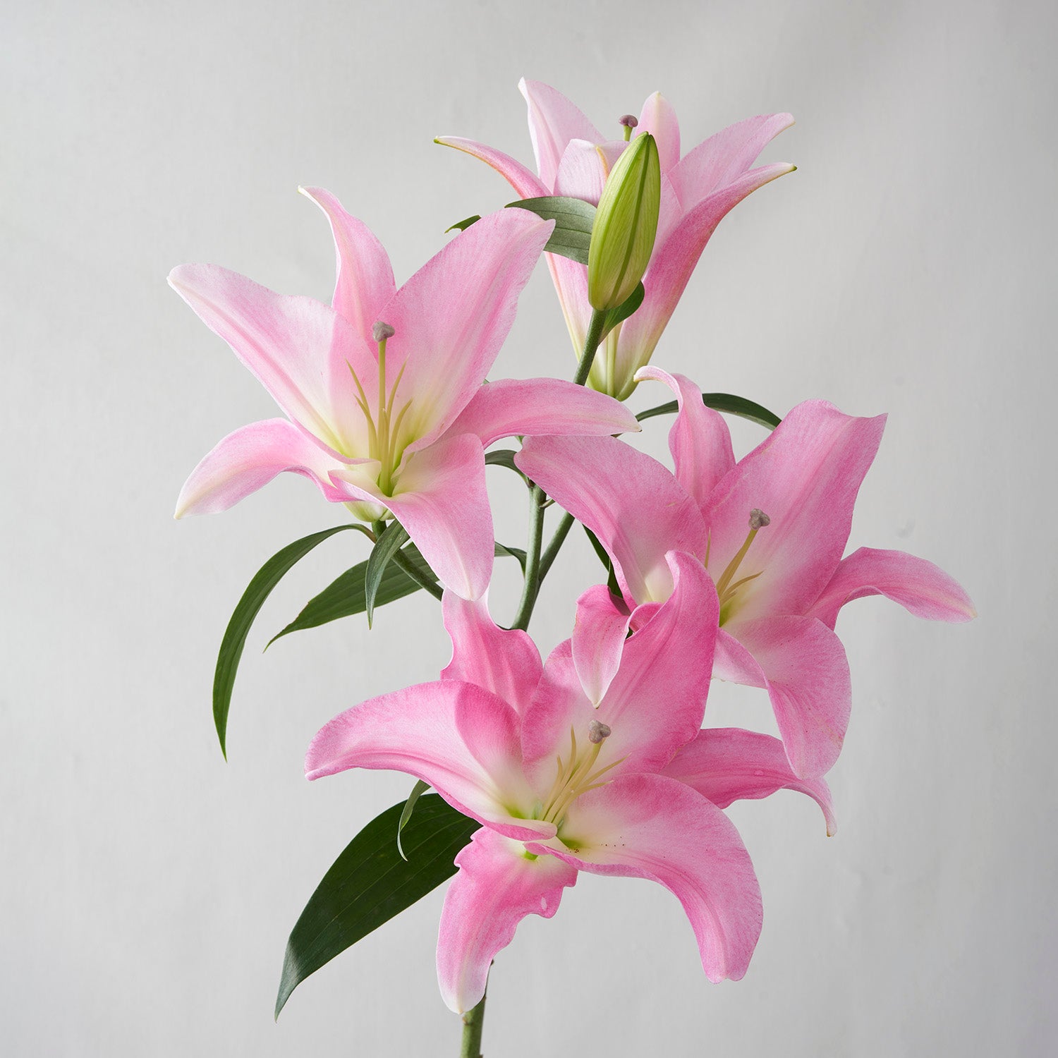 Large stem of open, pink, fragrant, lilies.