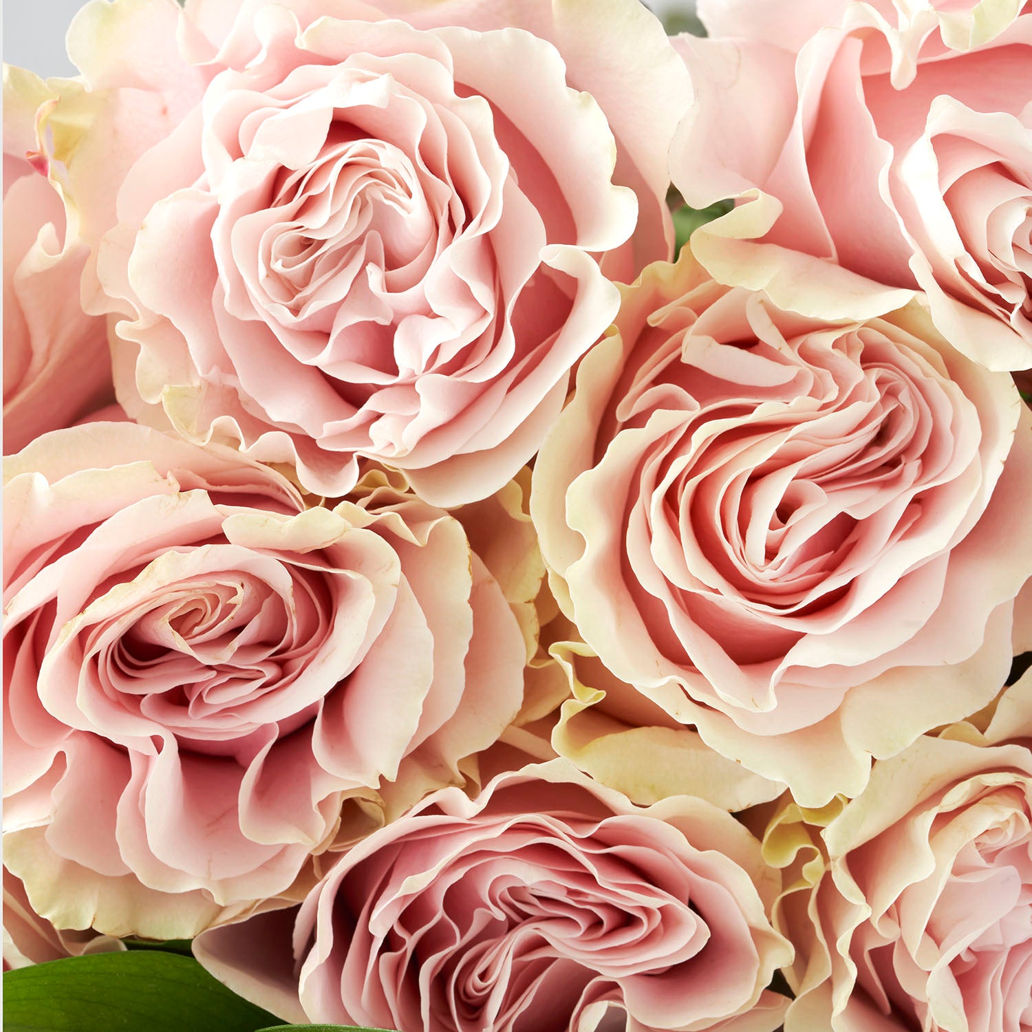 Closeup of pale pink Mondial roses. 