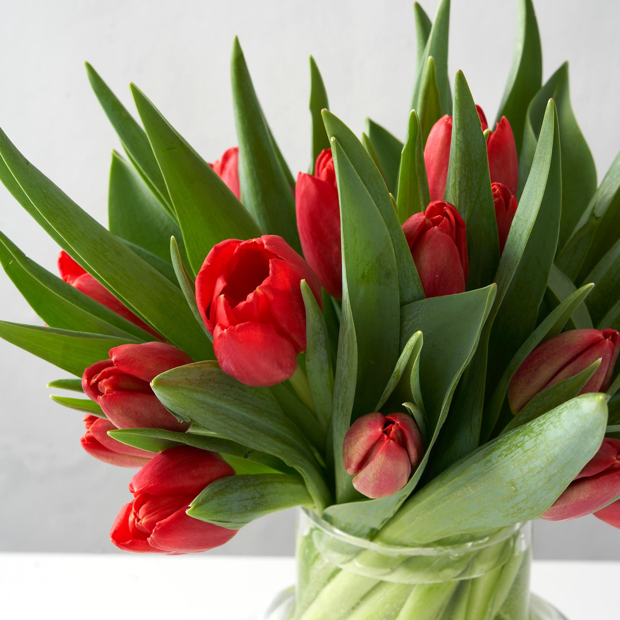Close up view of red tulips placed inside a clear glass vase