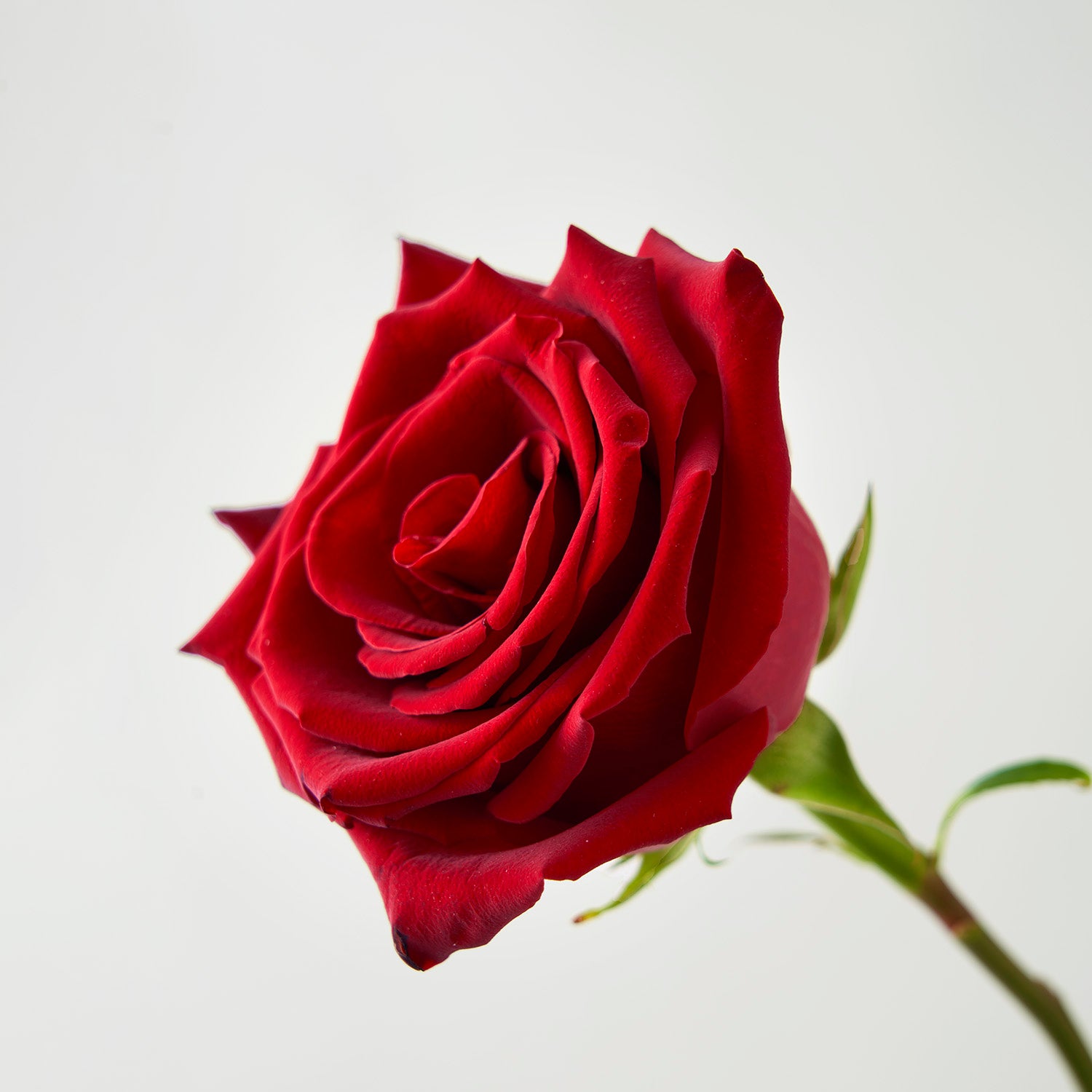 Single stem of a red rose