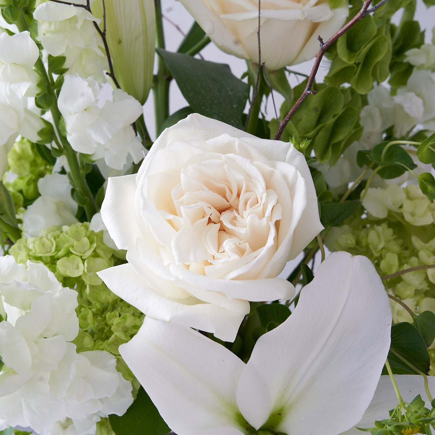 Close up view of white rose and white lily, as well as green hydrangea