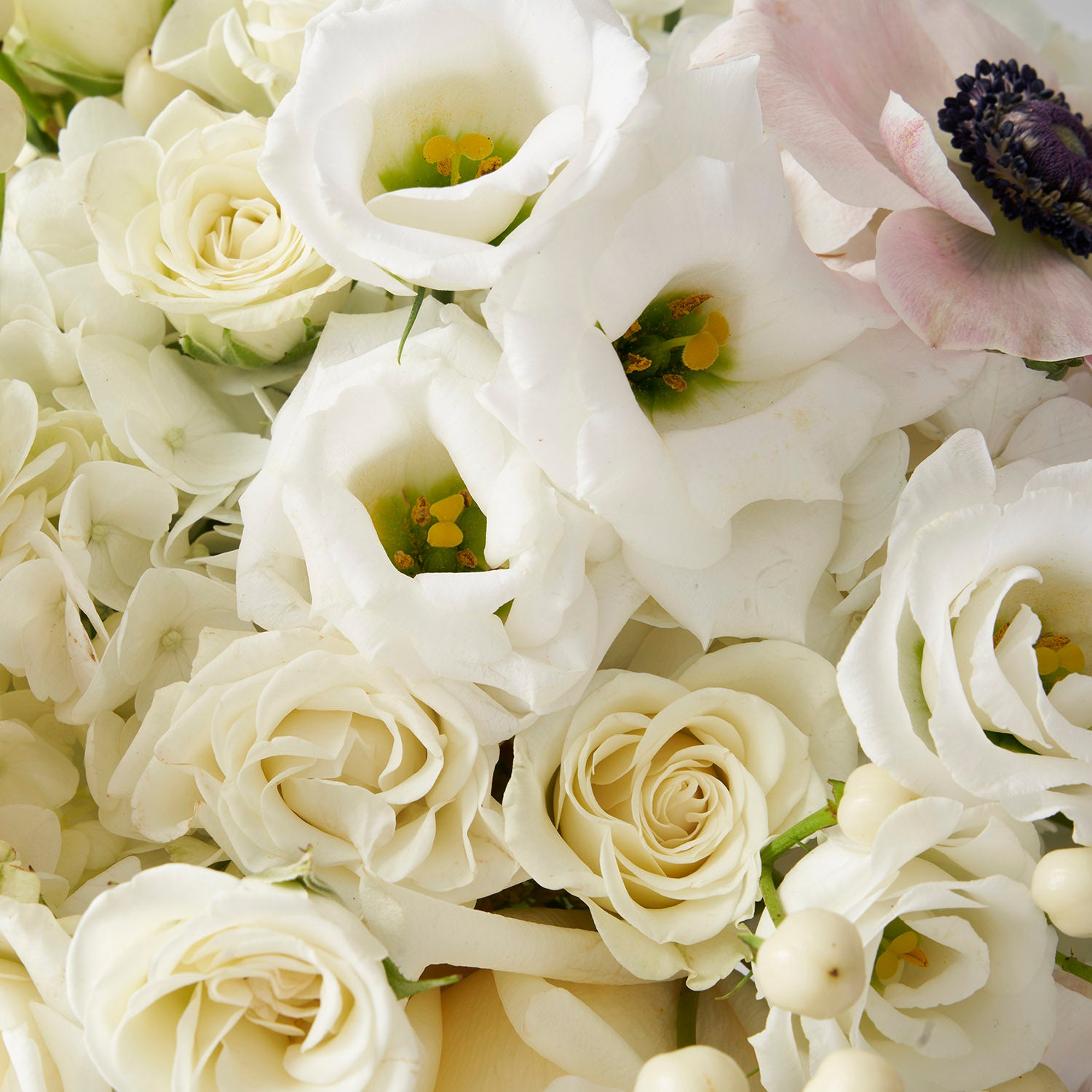 Closeup of white roses, white lisyanthus and white hypericum berries.
