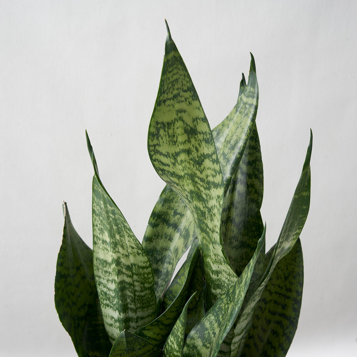 Closeup of snake plant on white background.