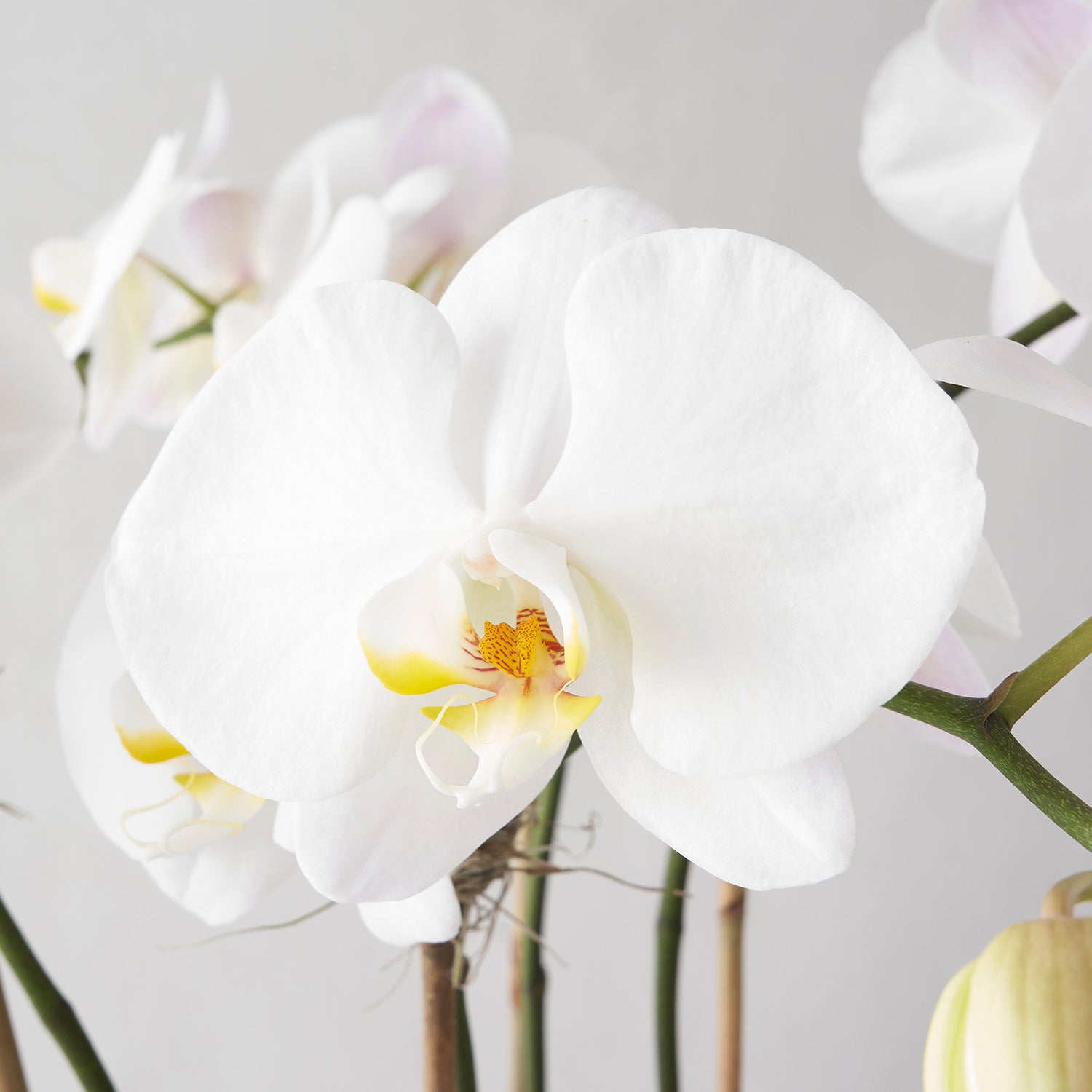 Closeup of white phalaenopsis orchid flower with white background.