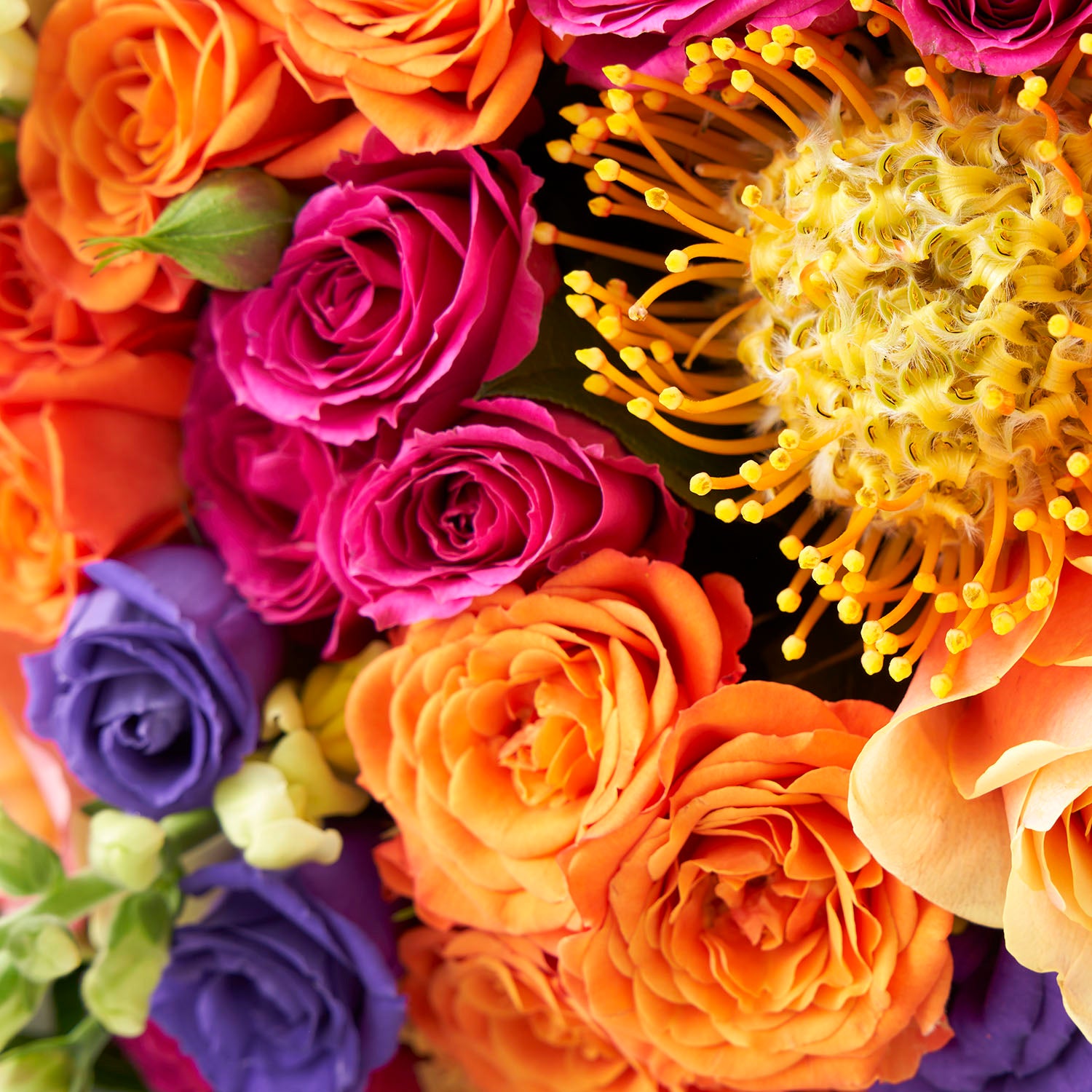 Close up of orange and hot pink roses, gold protea, and dark purple lisianthus.