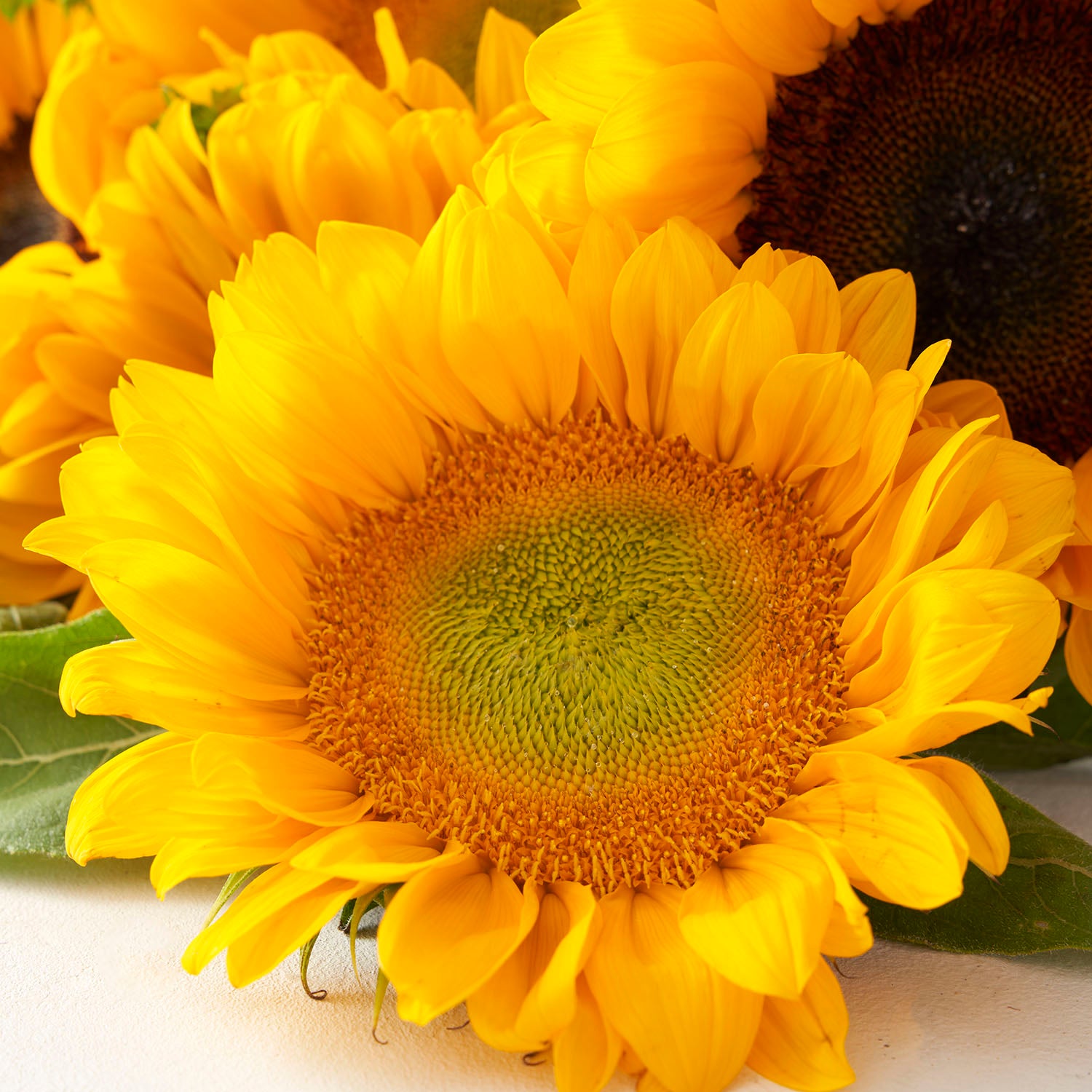 Close up of yellow sunflower.