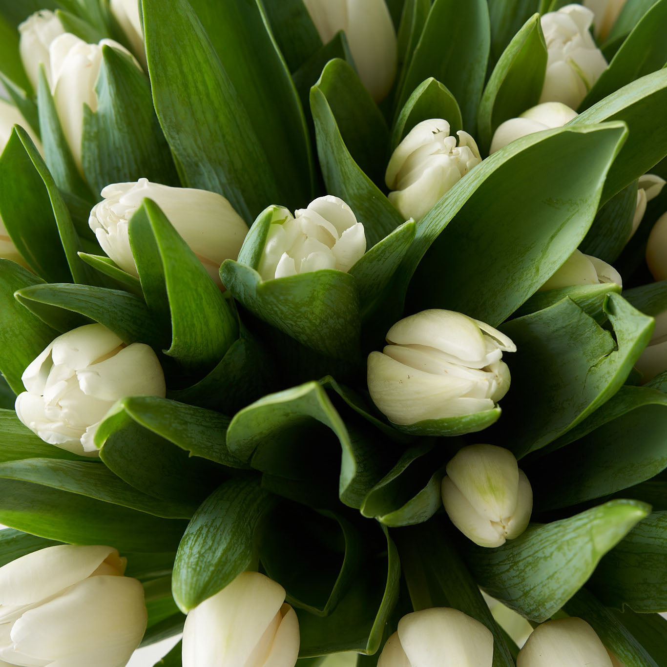 Close up of a bundle of white tulips