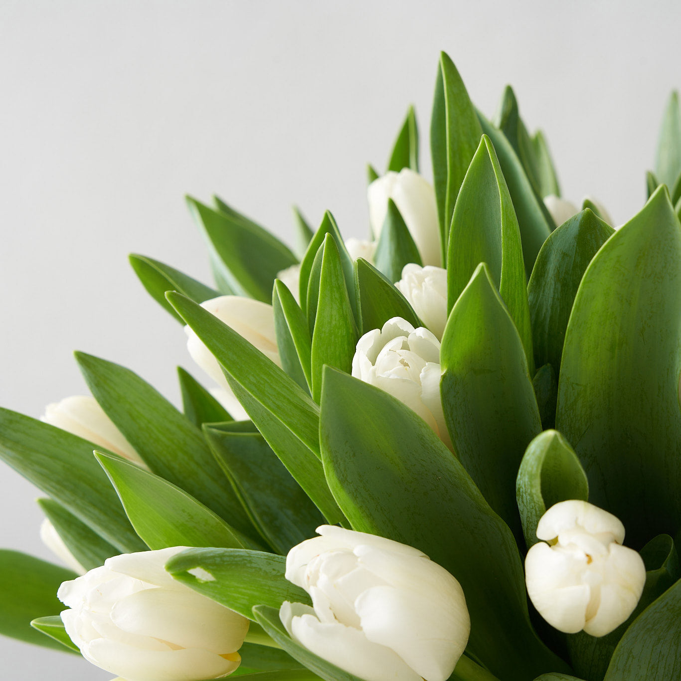 Close up view of white tulip blooms