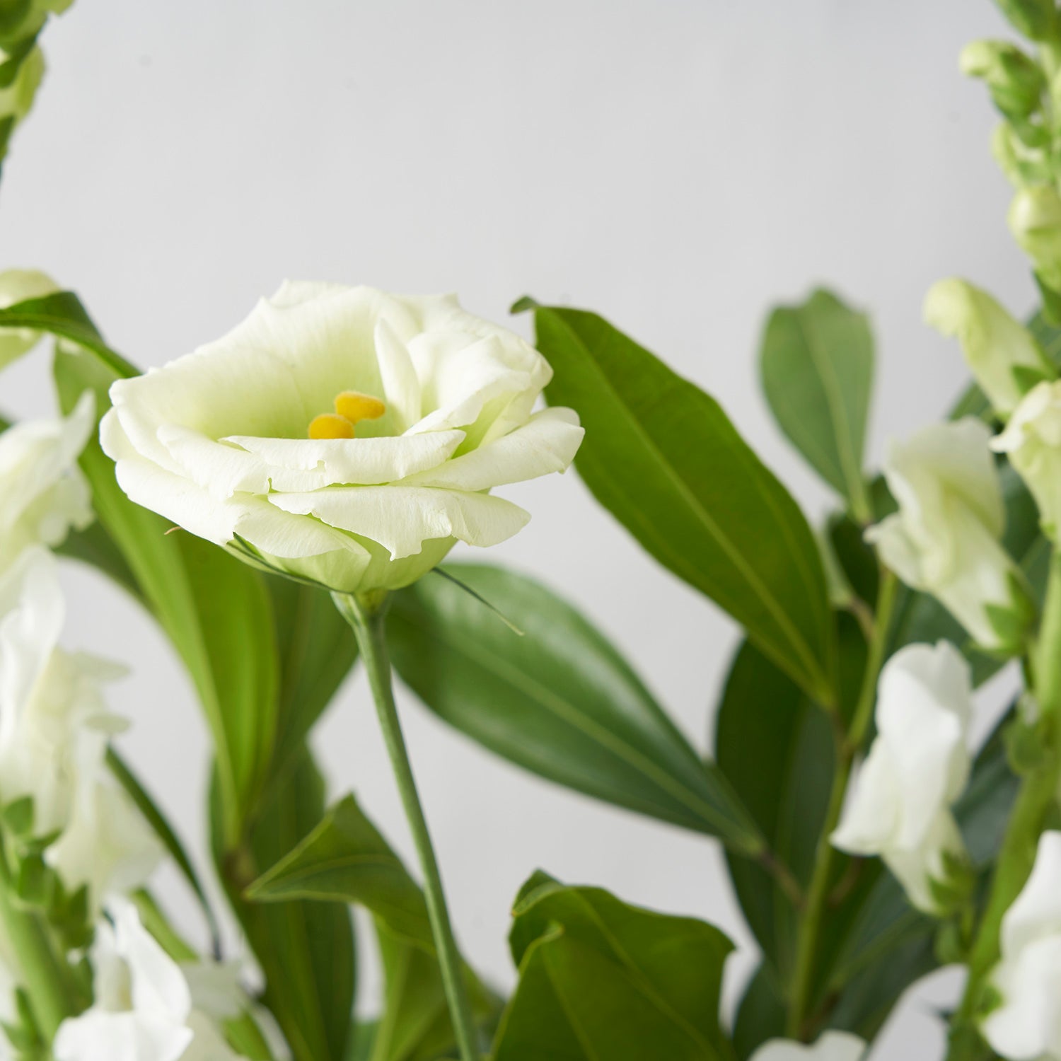 Closeup of lisianthus with blurry greenery in the background.