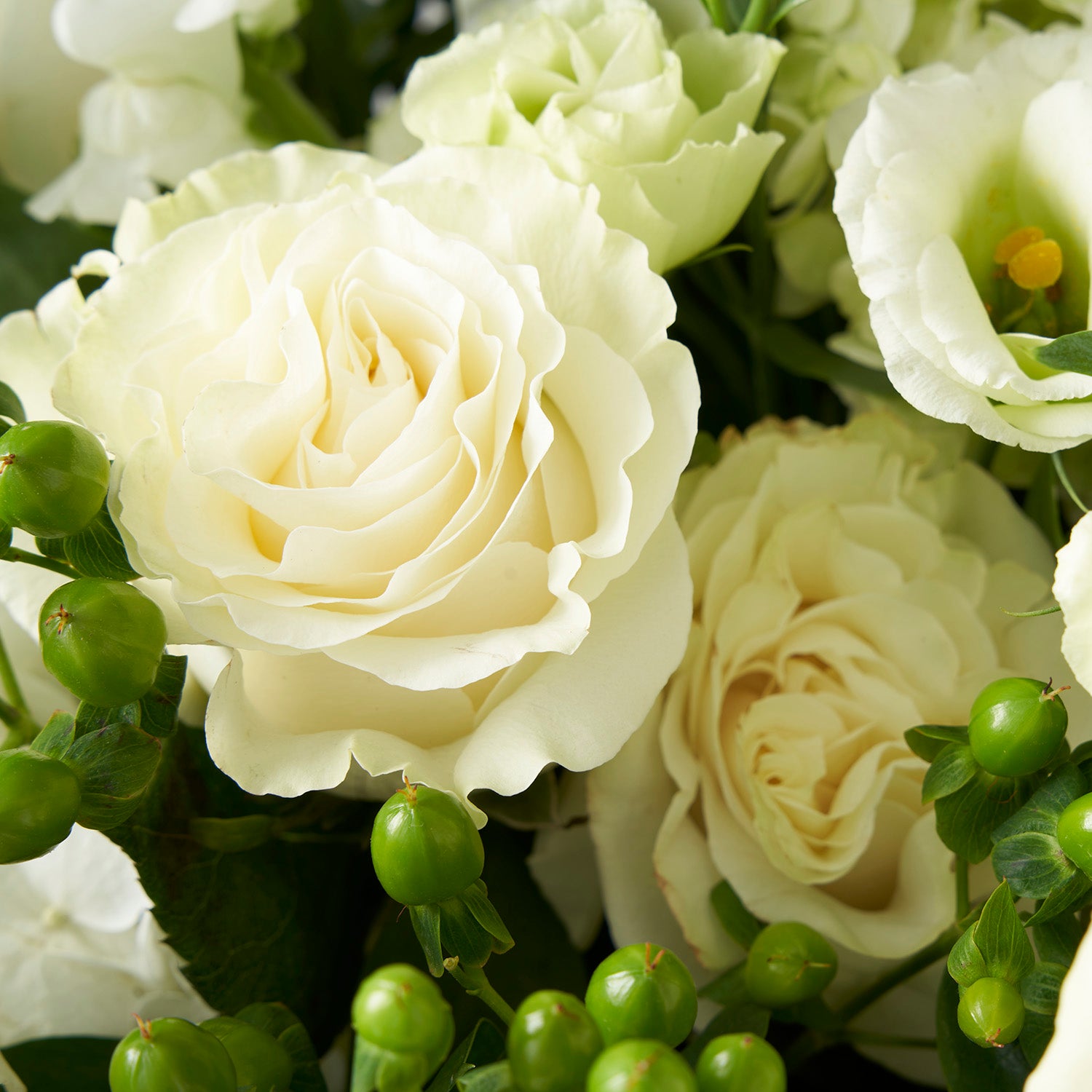 Closeup of white Mondial roses and green hypericum berries.