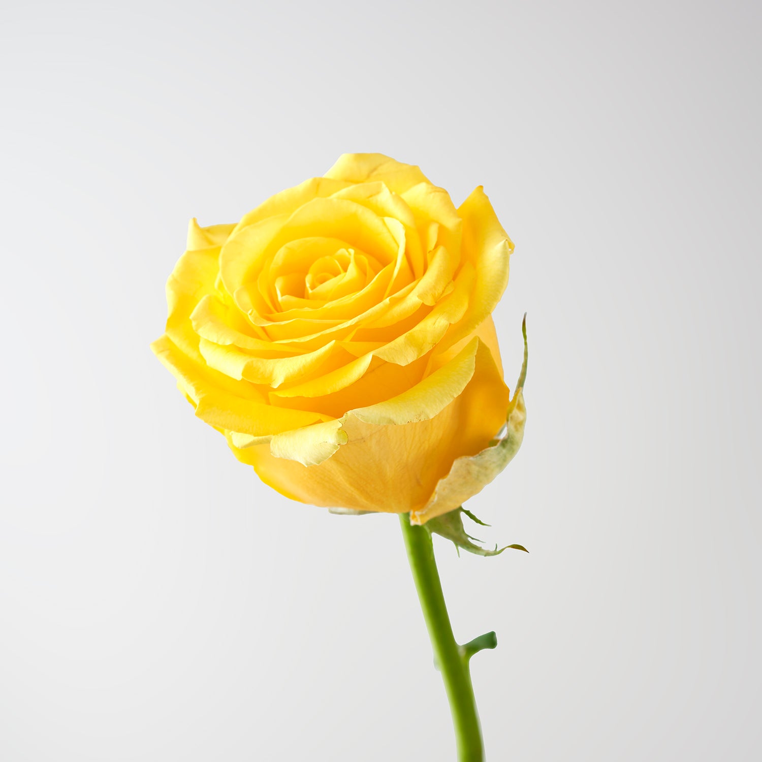 Closeup of one yellow rose on white background