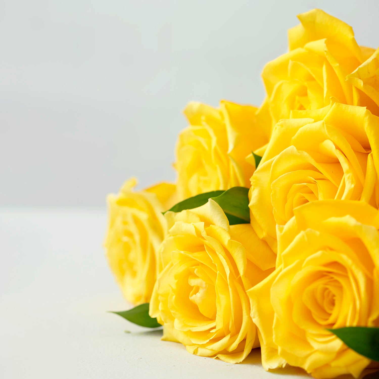 Closeup of five yellow roses on white background.