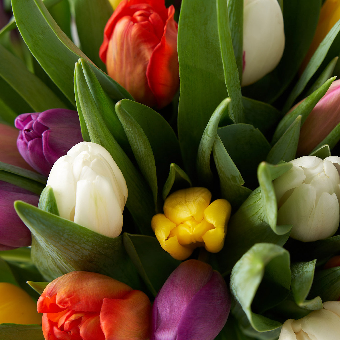 Close up of various coloured tulips, including purple, yellow, white and red